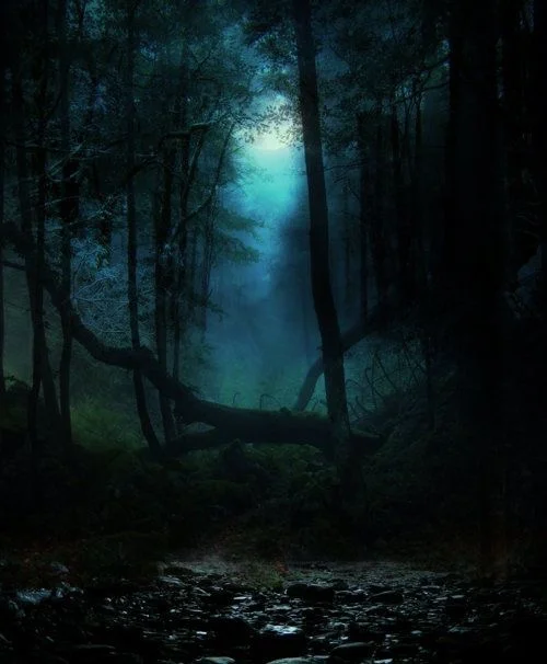 Fireflies in the Woods 