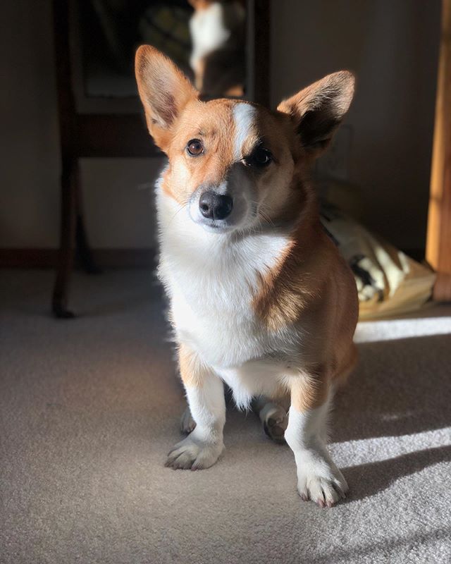 1 full year of Flo 🐾 #gotchaday