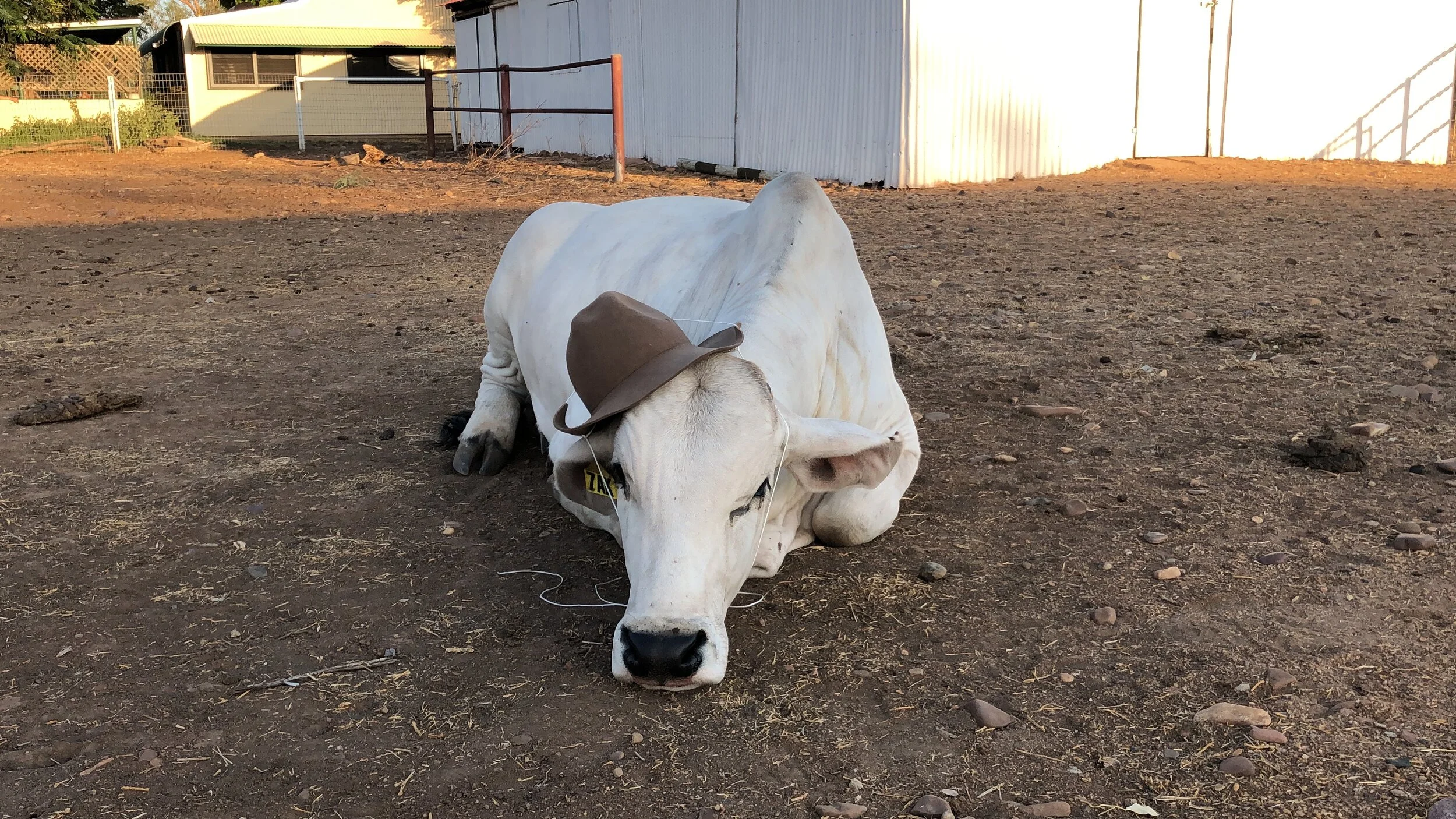 They always say yee haw, they never ask haw yee :/