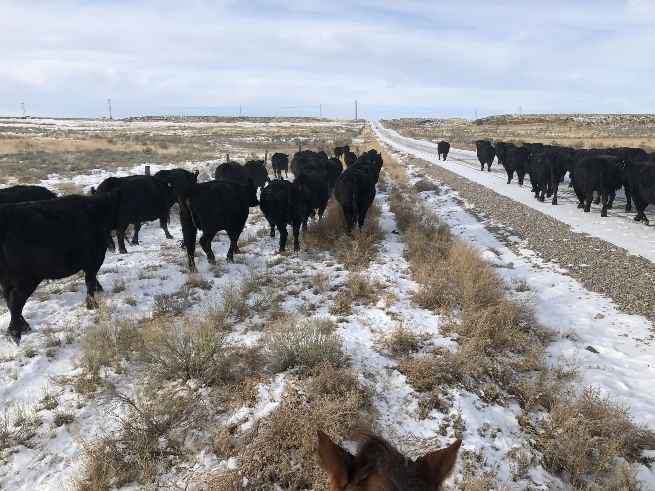 Moving cows in single digit weather.