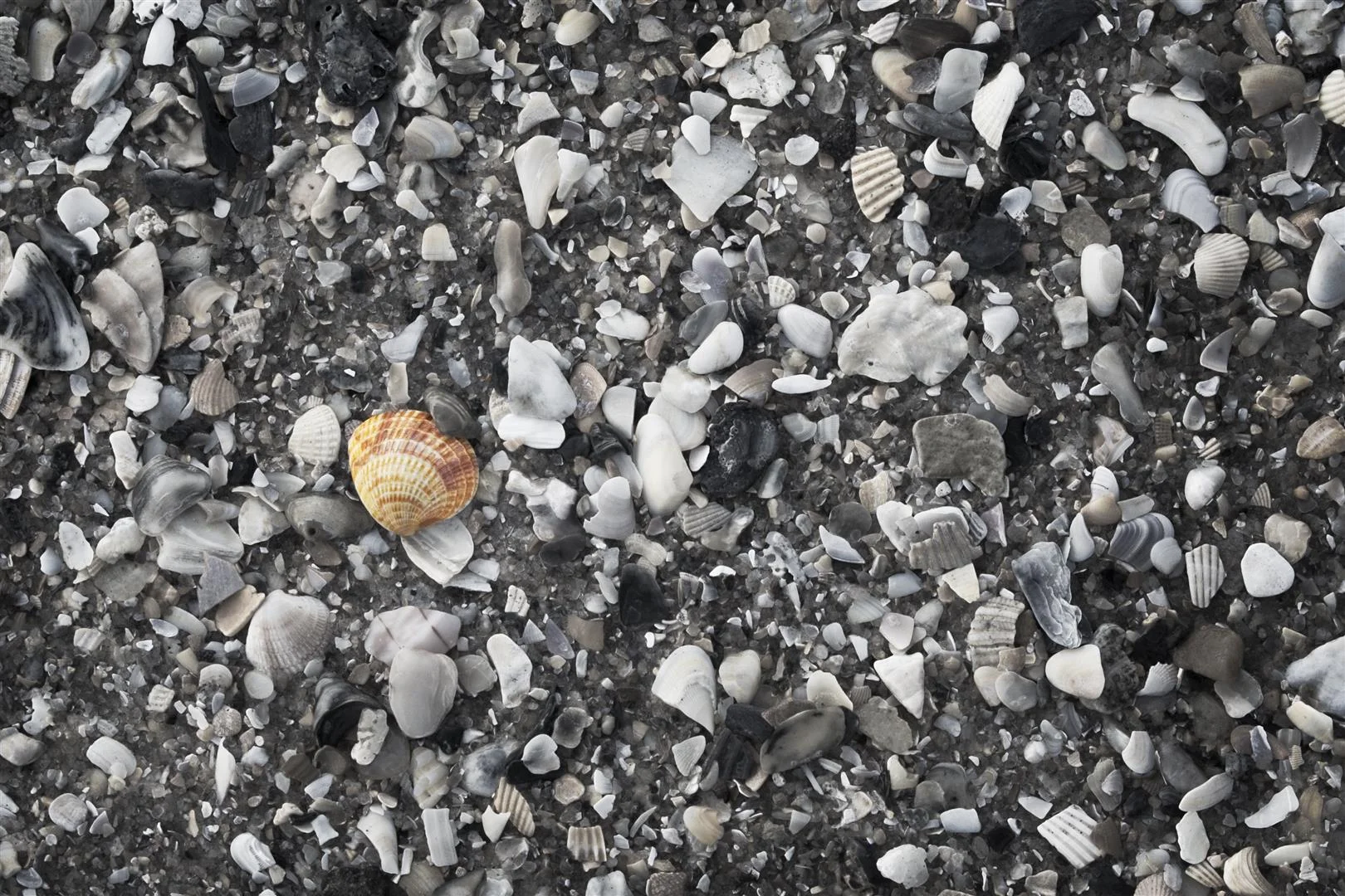 joshbethea_web0923_pawleys island.jpg