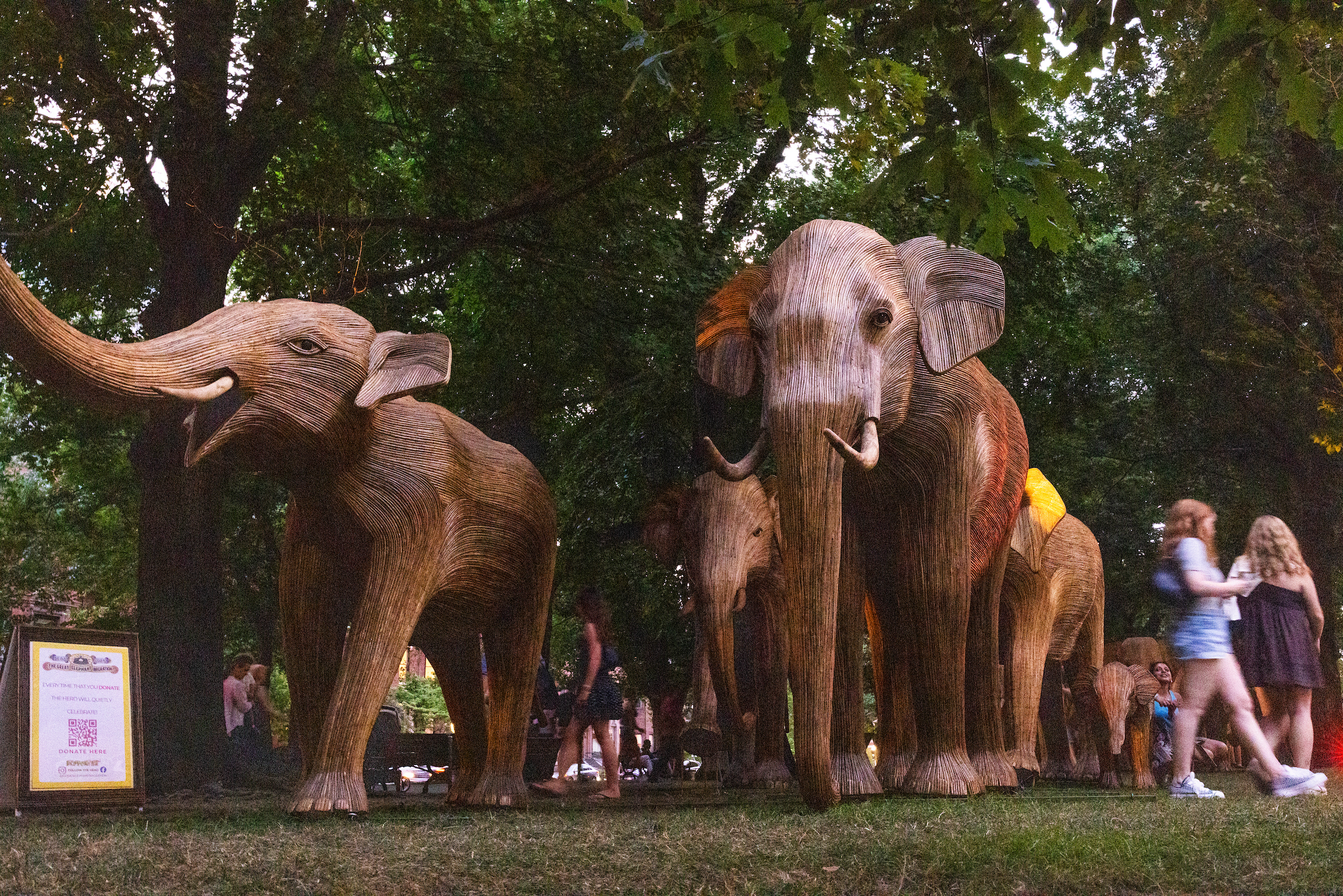 260808_Elephants164.png