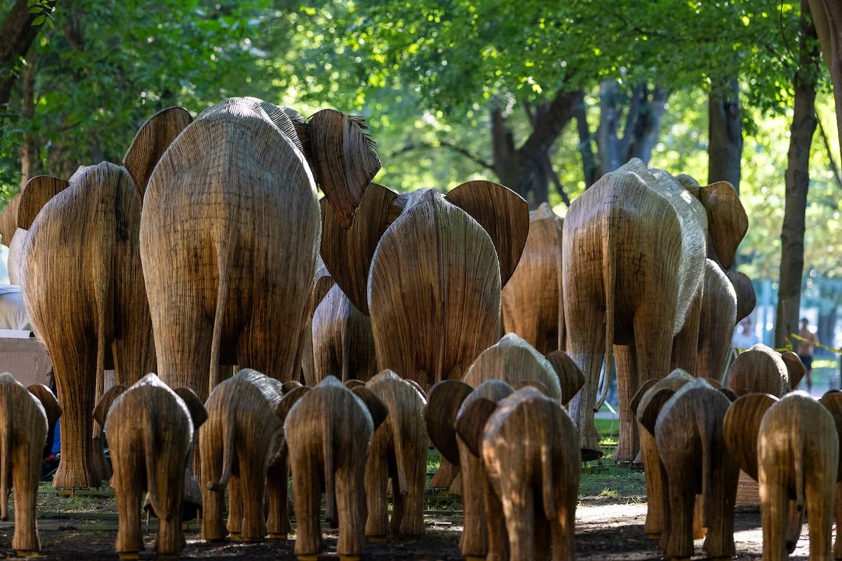 260807_Elephants11.jpg