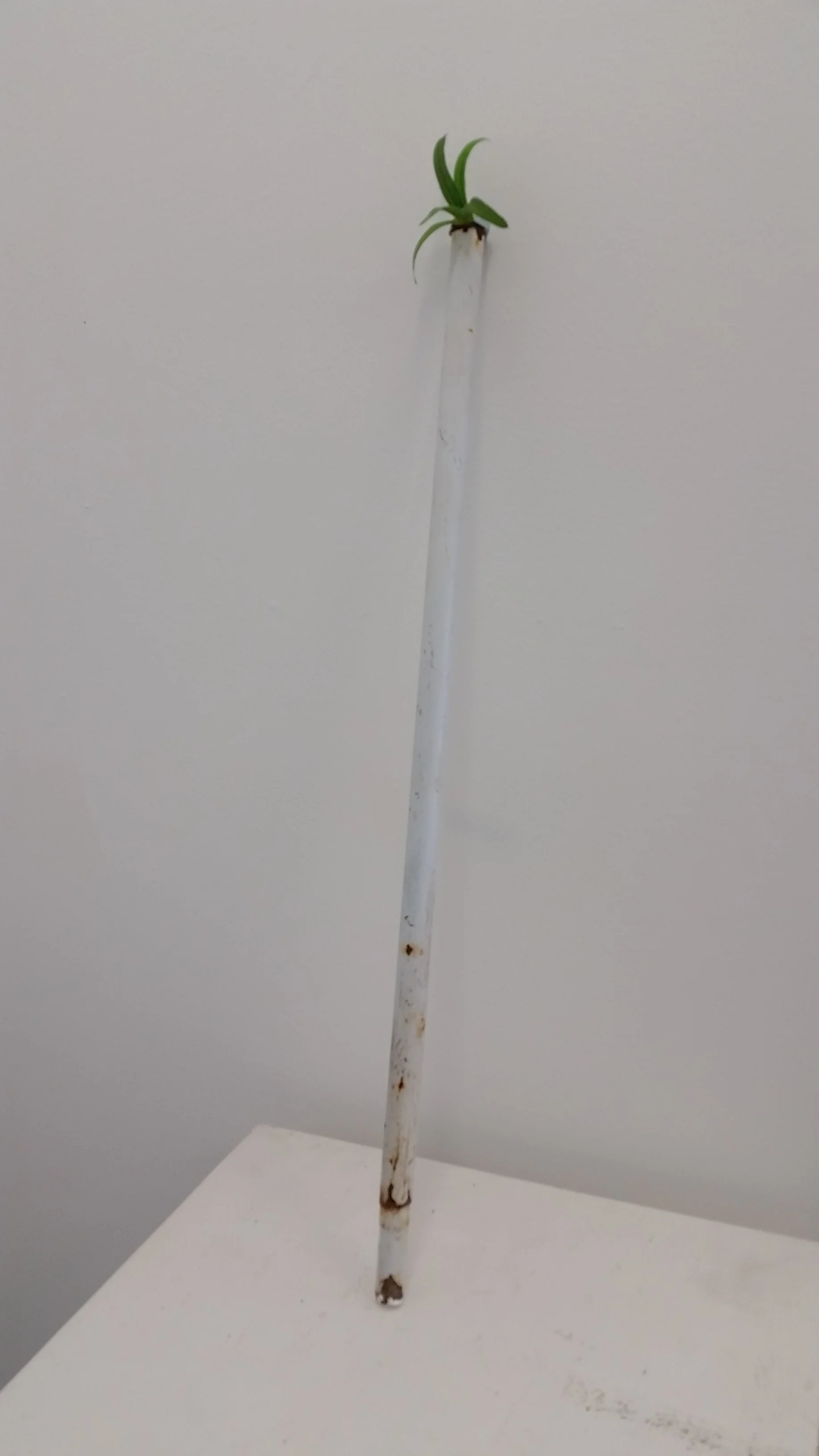 Perfect without water