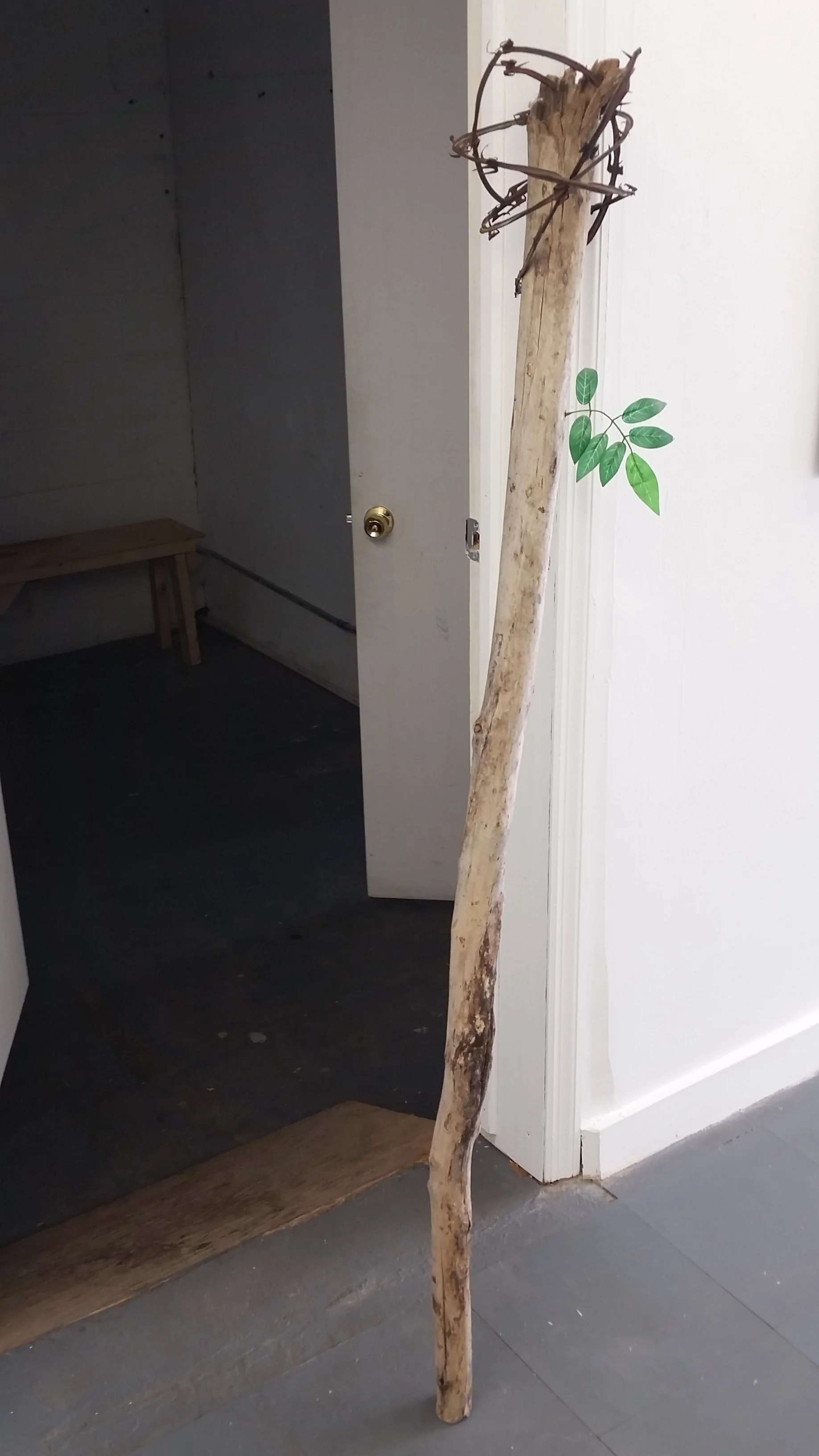 Zanthoxylum clava-herculis