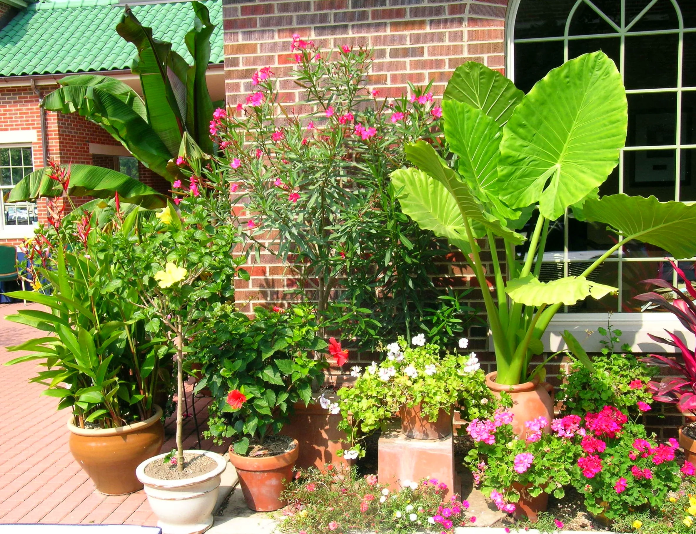 The Perfect Pot, the Perfect Plant