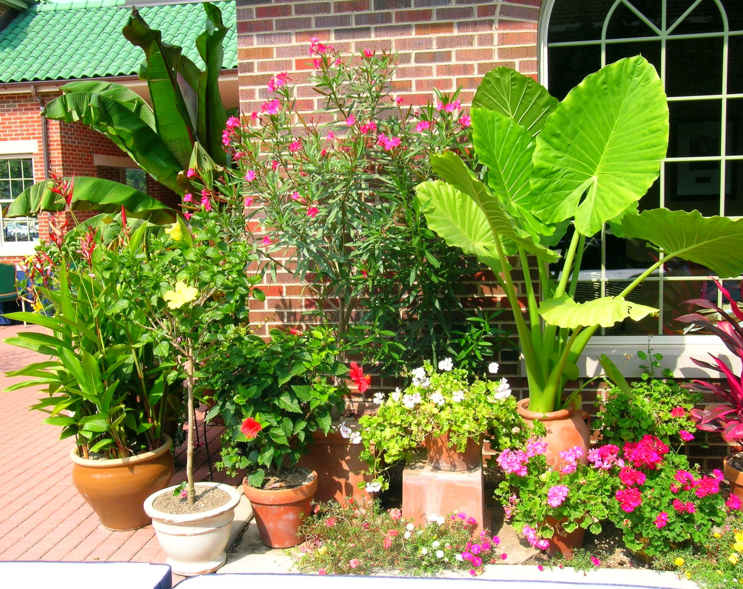 The Perfect Plant, the Perfect Pot