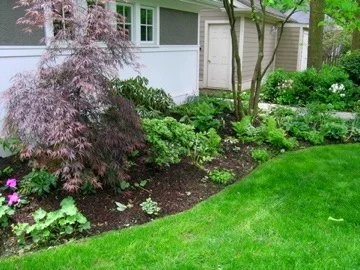 The Subtle Beauty of Japanese Maple 