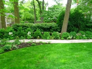Boxwood Barrier