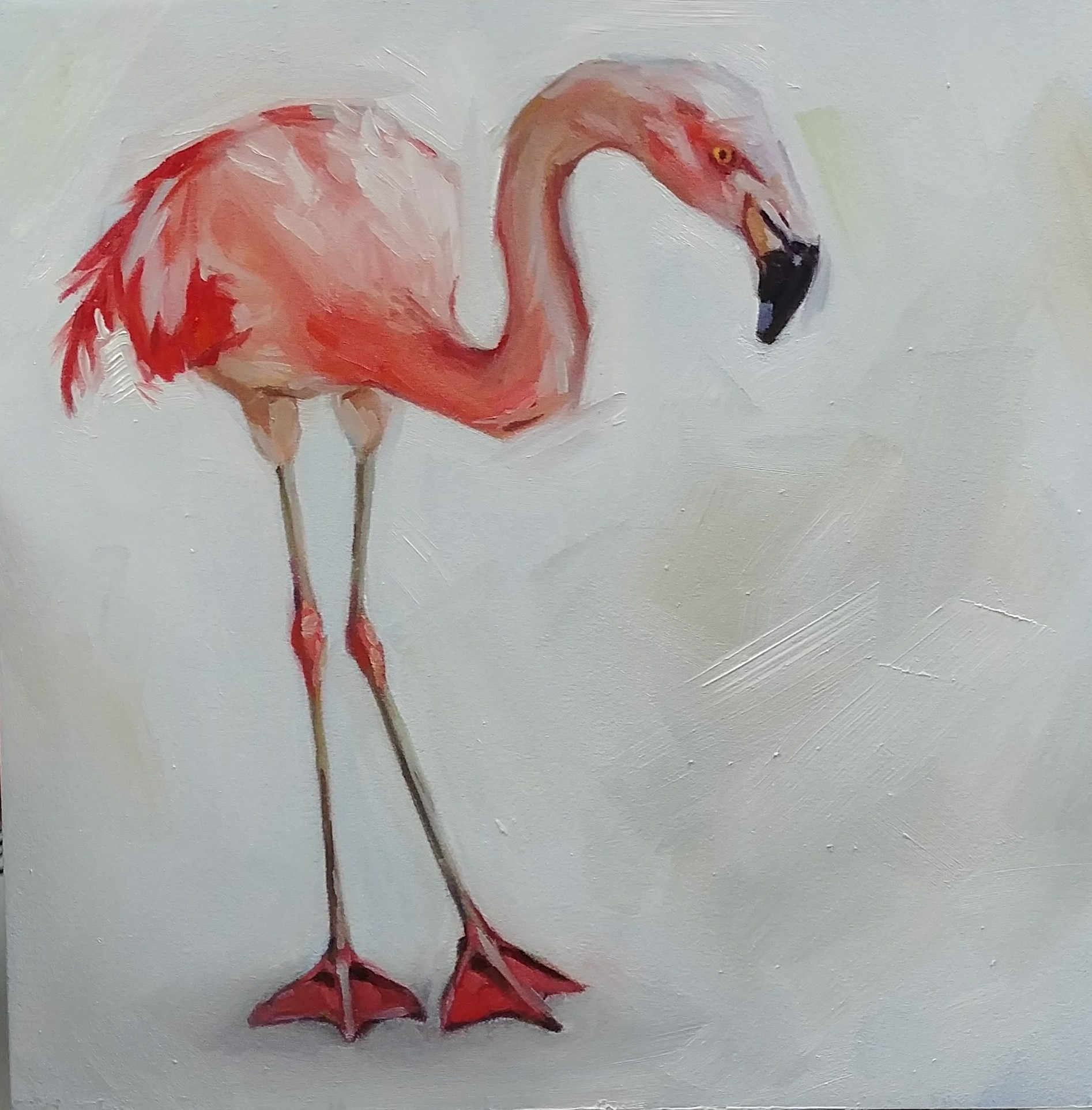 Flamingo, 8x8