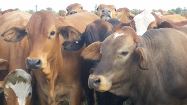 Melton Station cattle 20160908sml.jpg