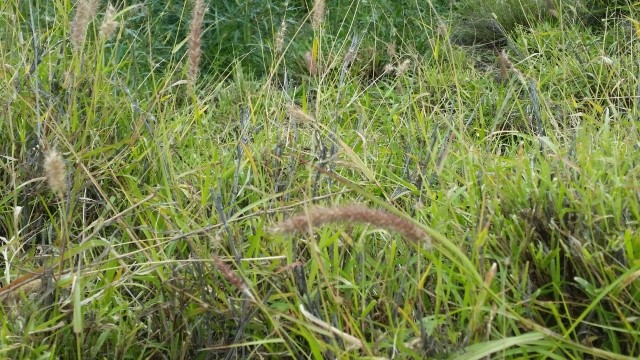 Melton Station pasture 20160908sml.jpg