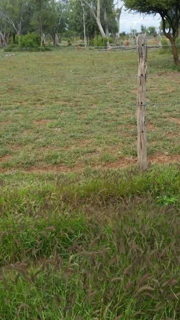 Melton Station pasture comparison 20160908sml.jpg