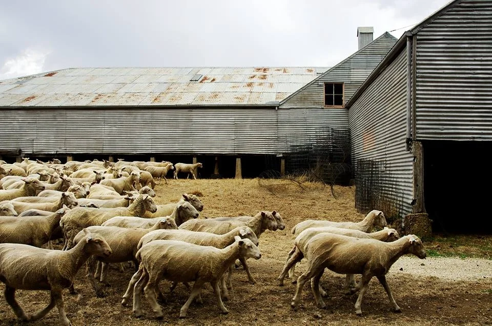 Mount Mitchell Sheep.jpg