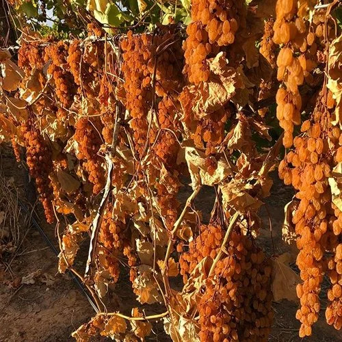 sultana sisters sultanas.jpg