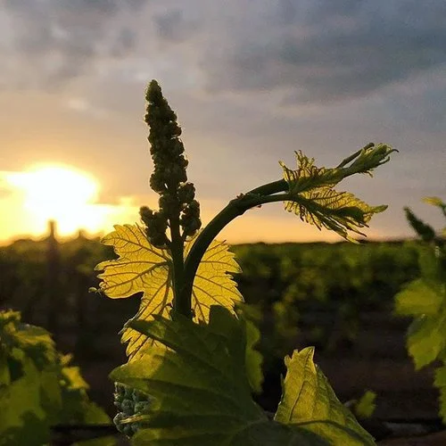 sultana sisters vines 2.jpg