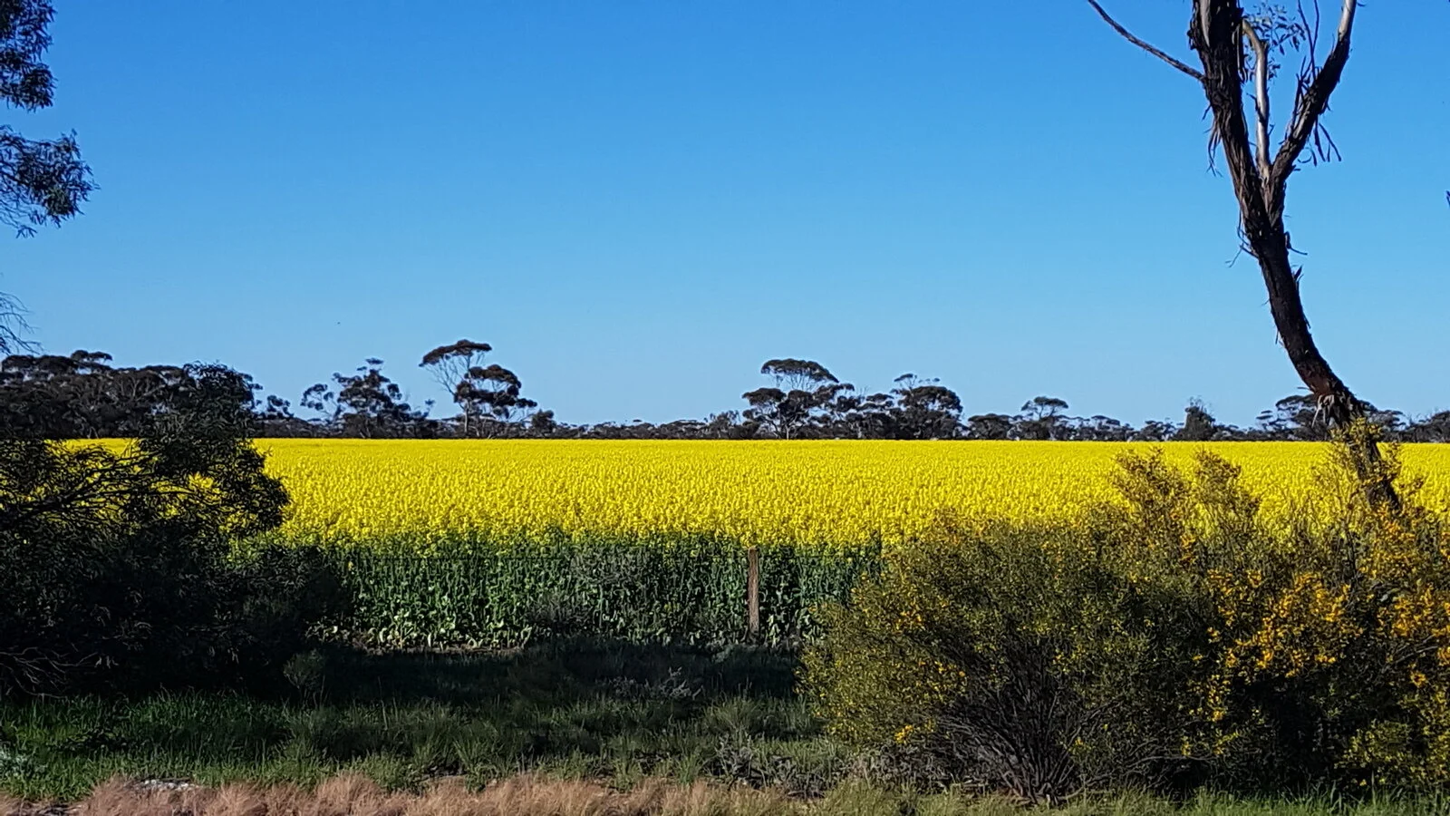 1-20190903_Sea Lake Canola.jpg