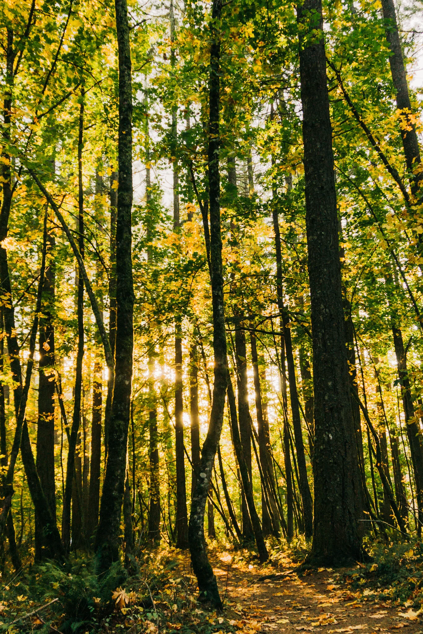 Home Sweet Homeschool; 5 Must-Do Tips for Happier, Healthier Distance Learning