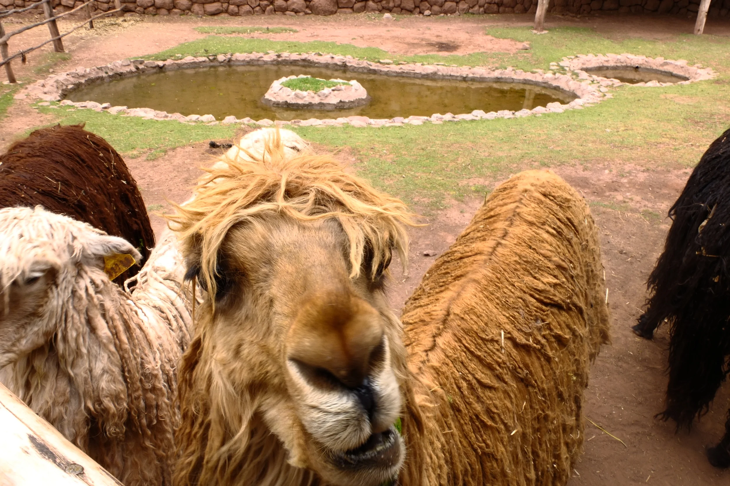 Llama
