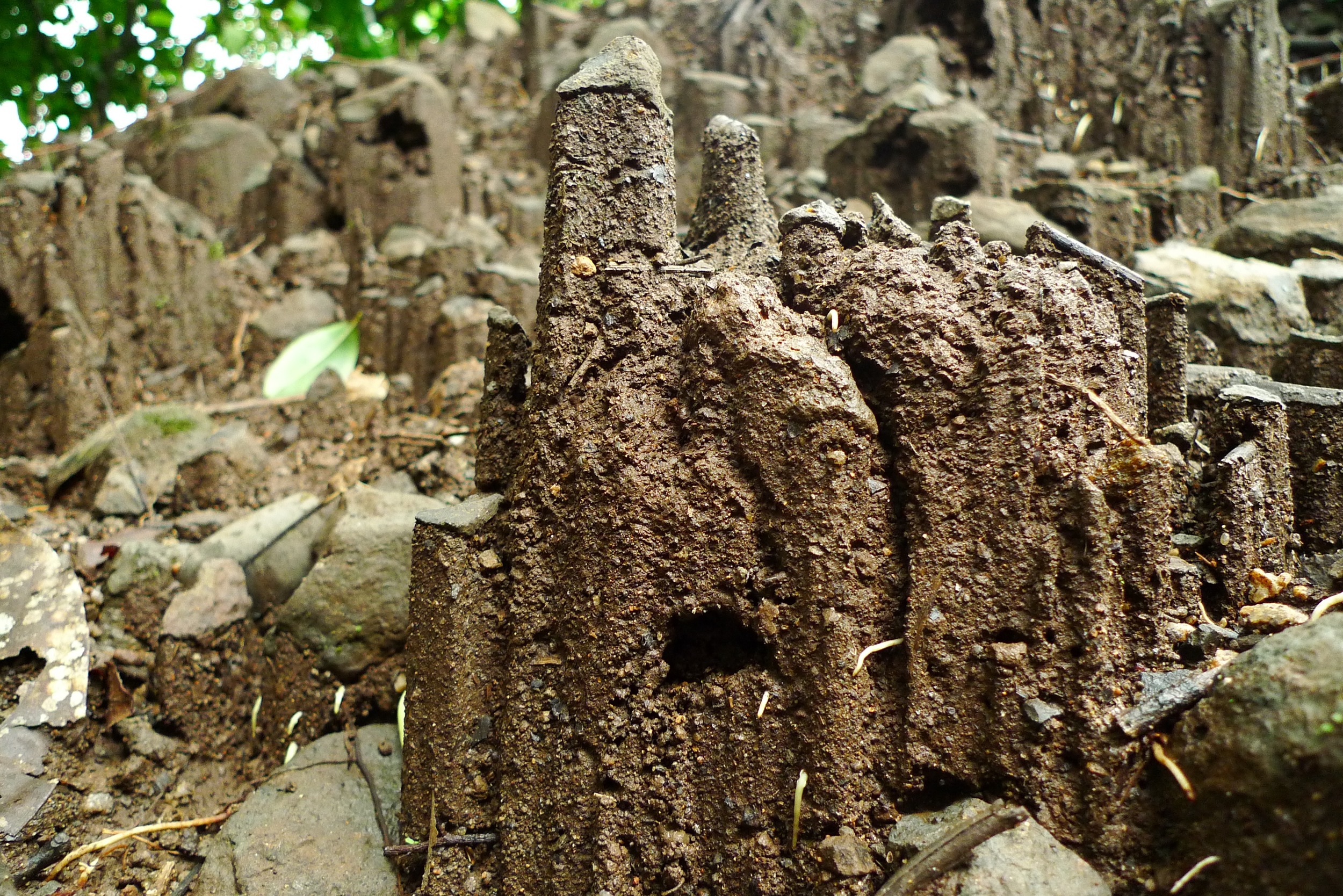 Termite Mounds