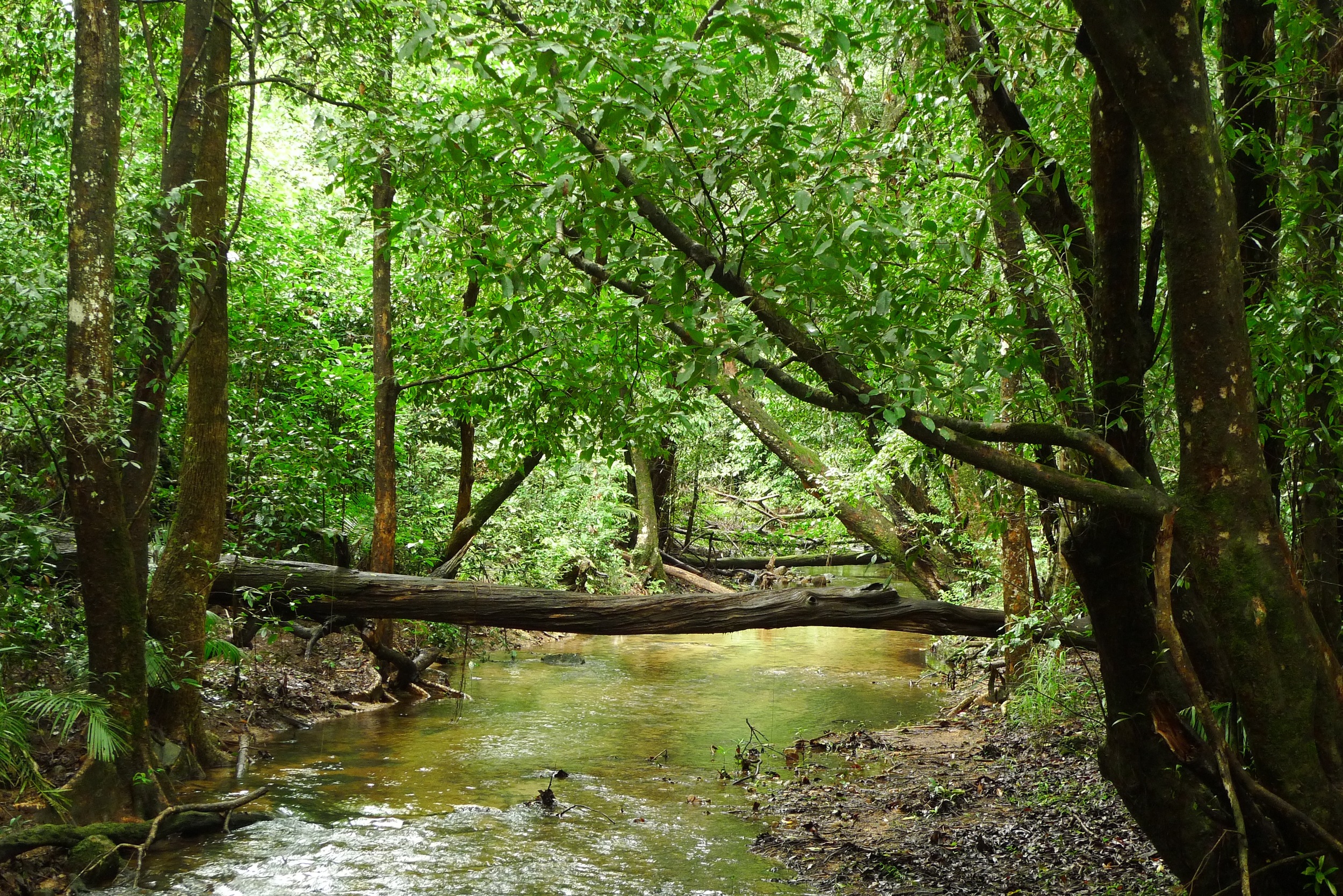 Tropical Rainforest