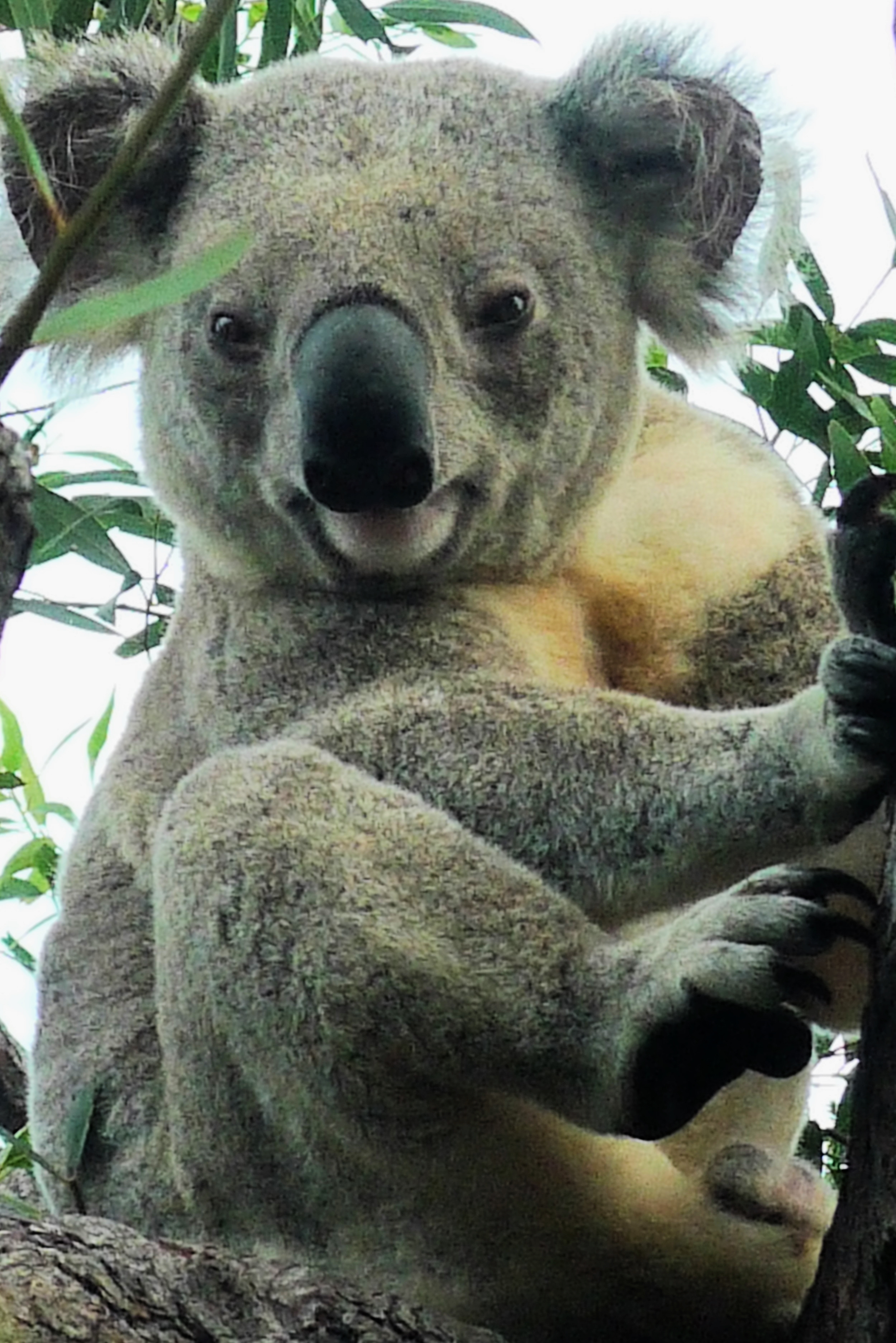 Aussie Koala