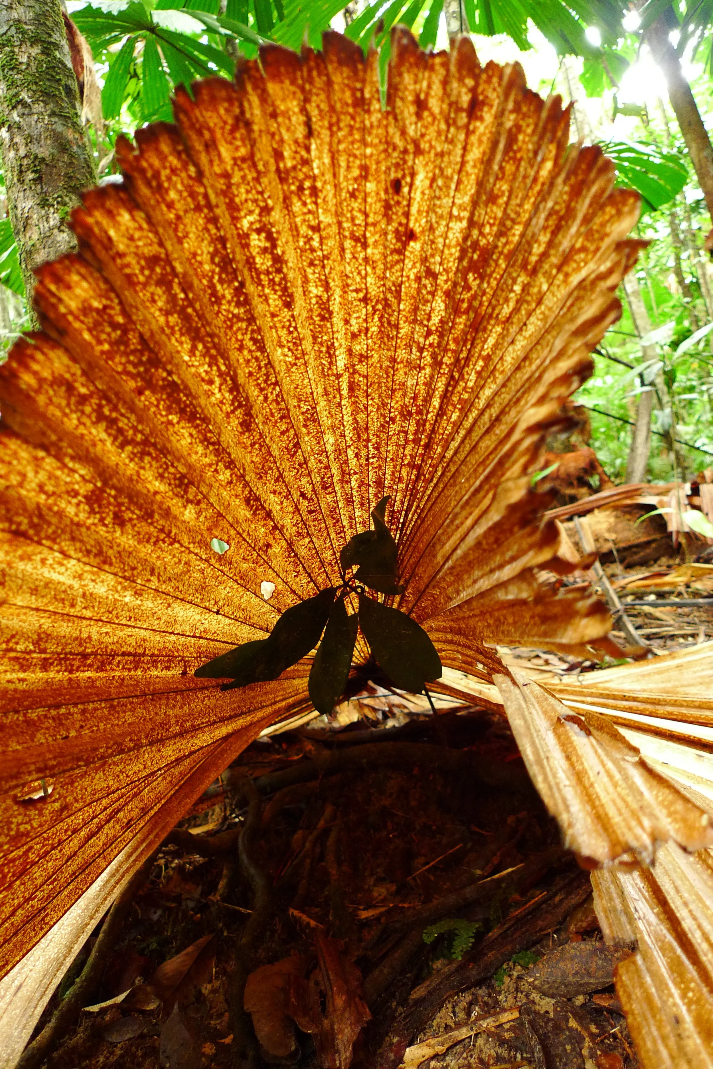 Palm Leaf