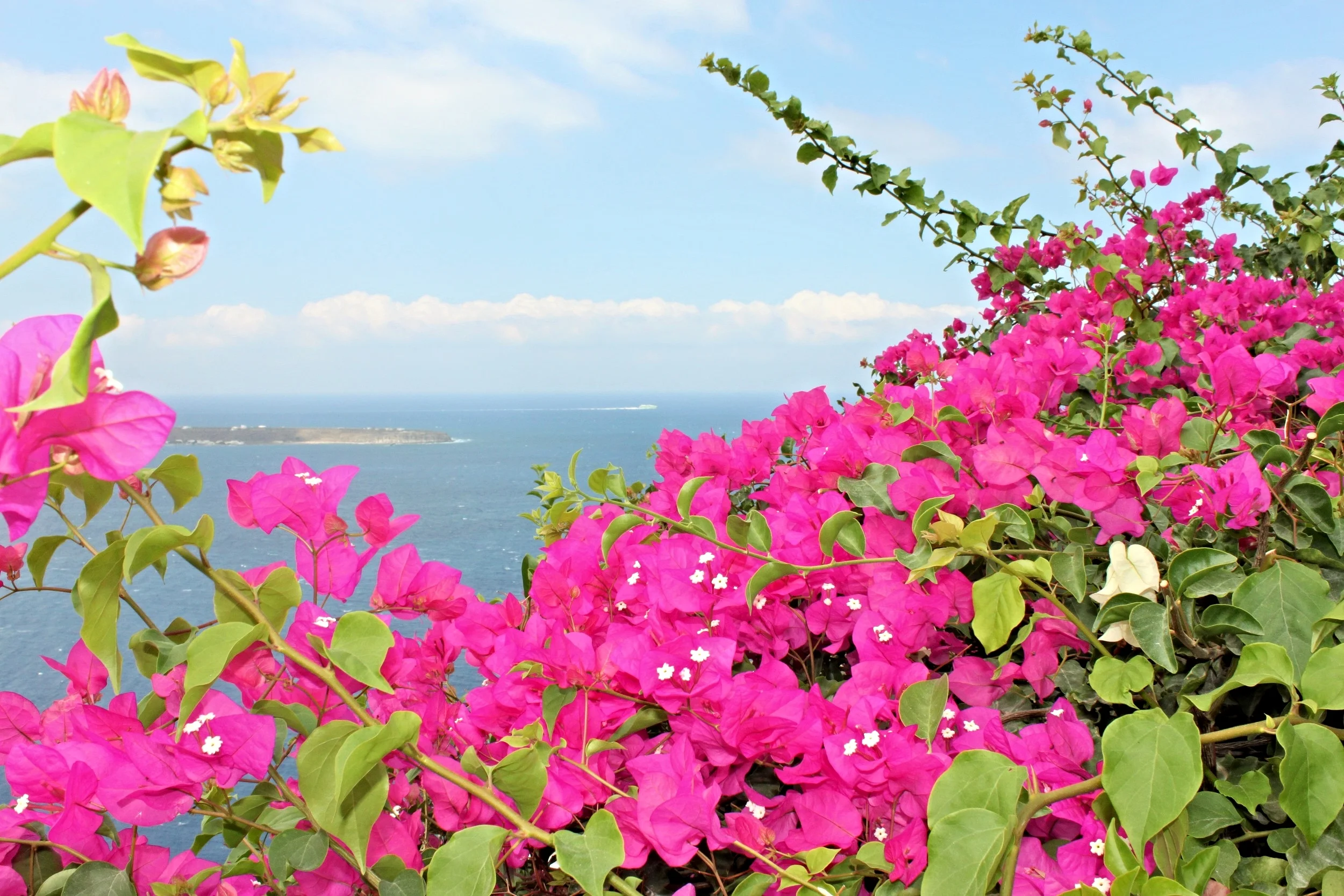 Bougainvilleas
