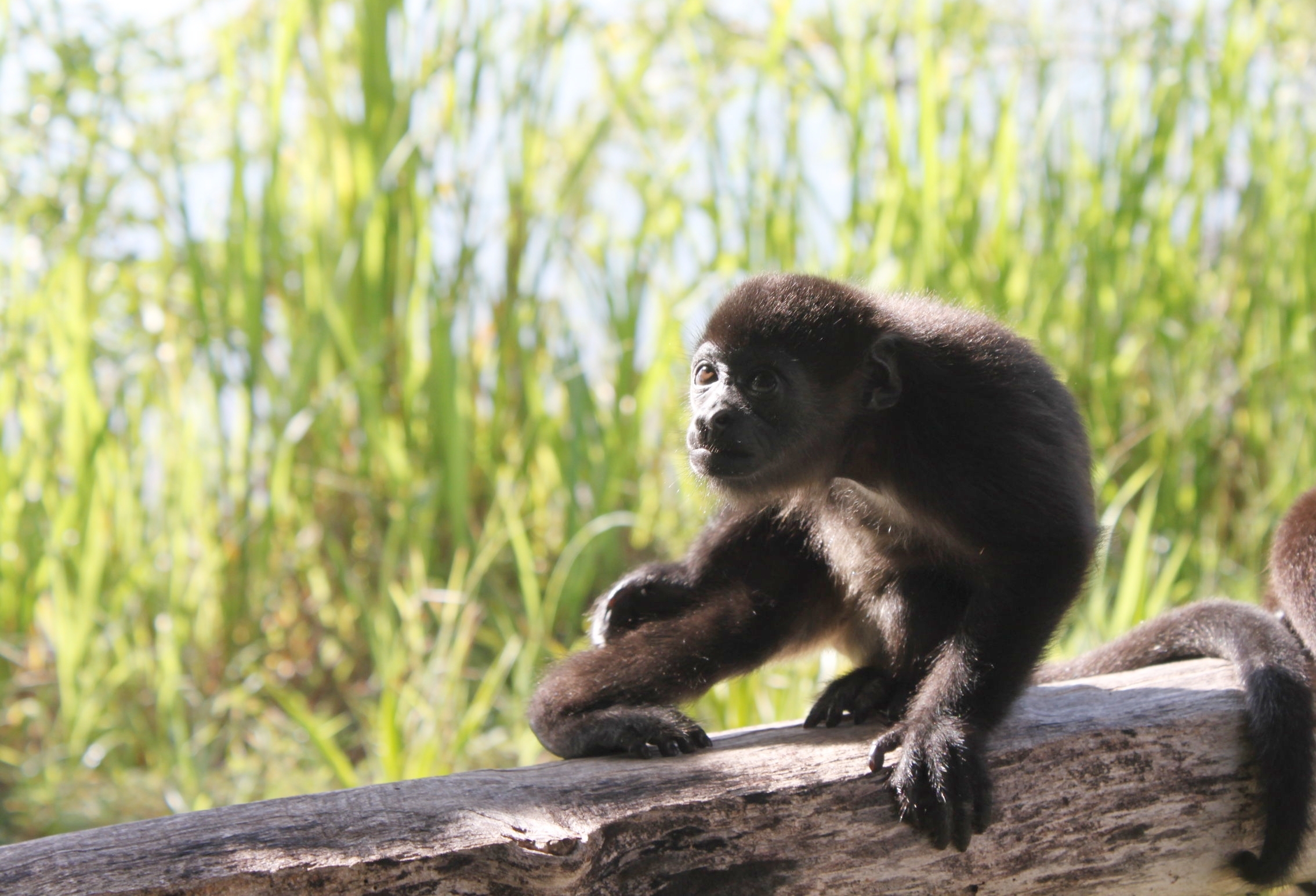 Infant Mantled Howler Monkey: Atlas