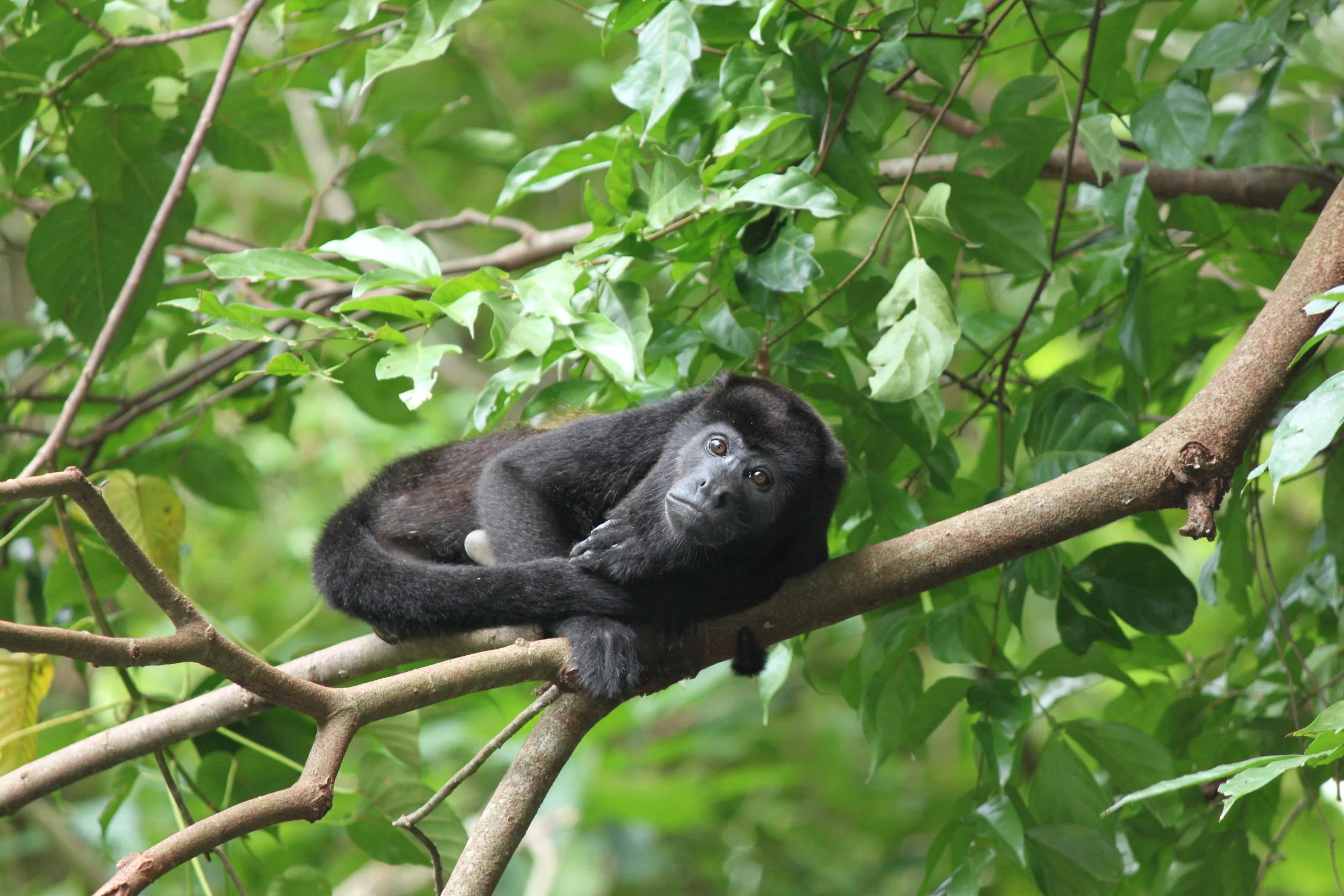 Juvenile Mantled Hower Monkey: Maggie 