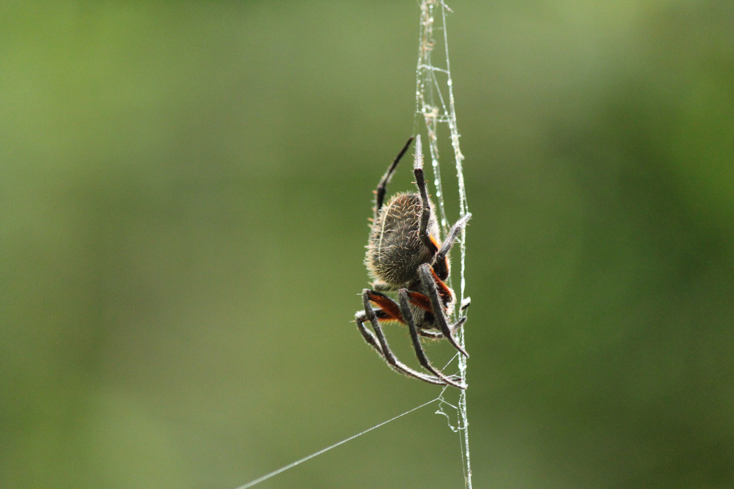 Spider
