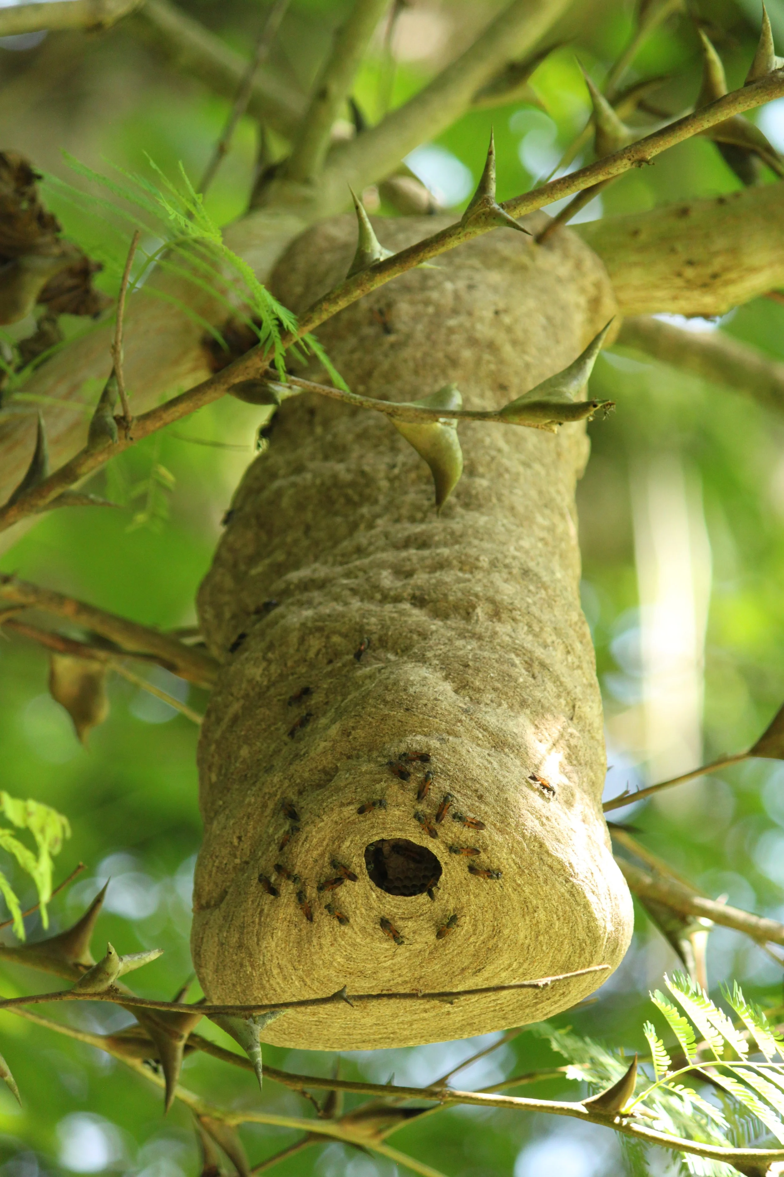 Ant Nest