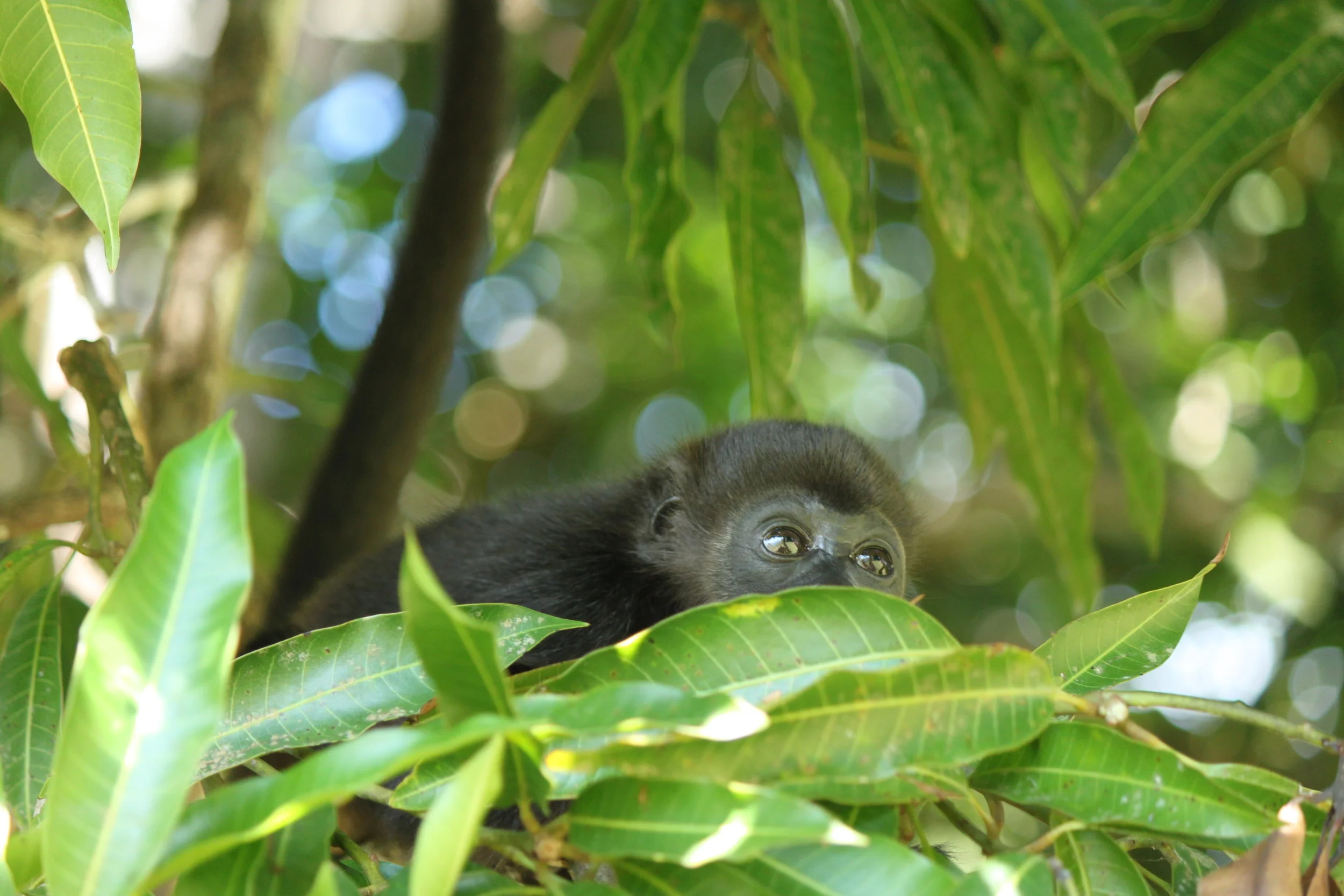 Infant Mantled Howler Monkey: Penny