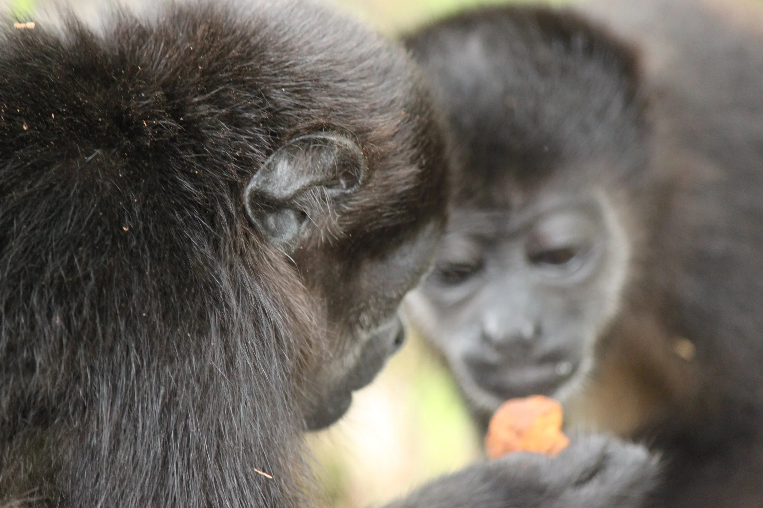 Infant Mantled Howler Monkeys: Atlas & Cheeto