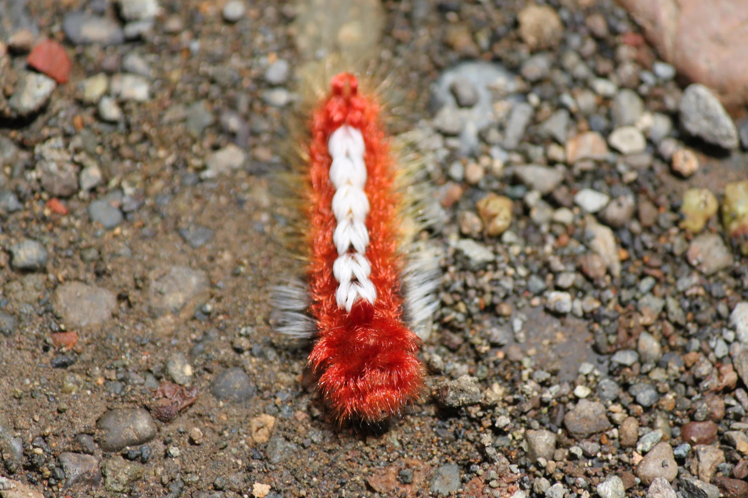 Caterpillar