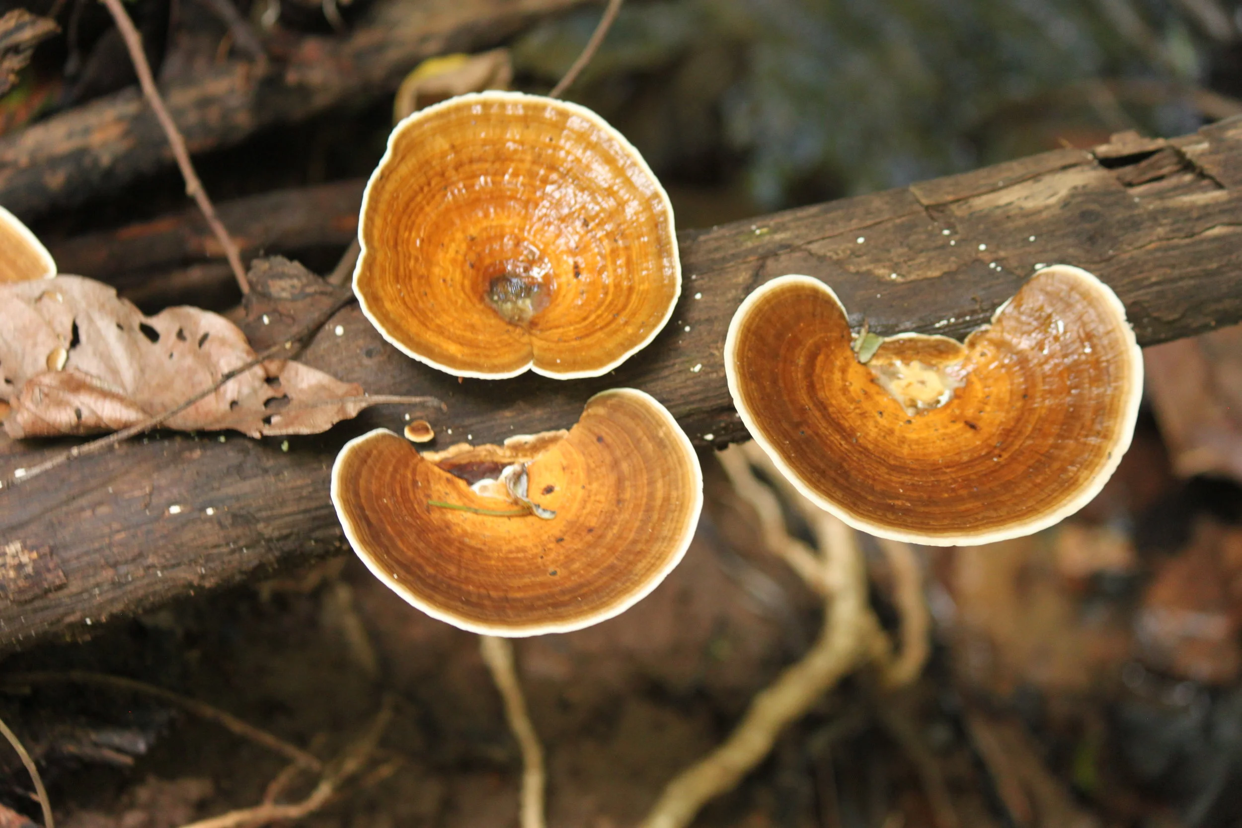 Mushrooms