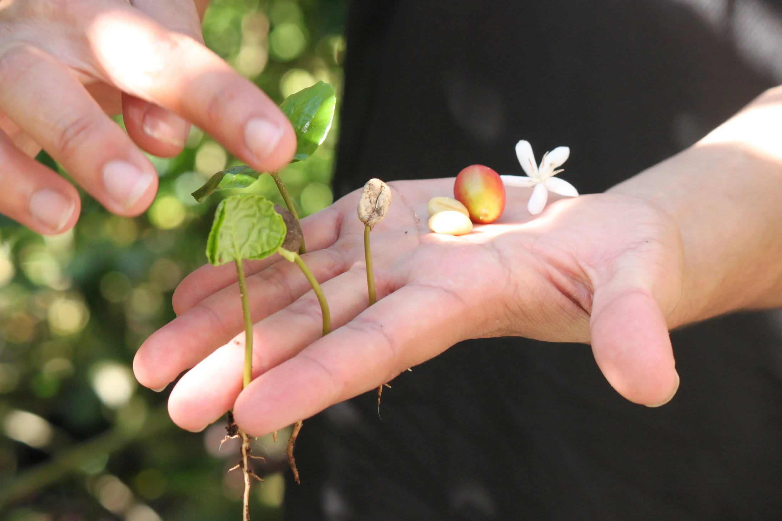 Life Stages of the Coffee Plant