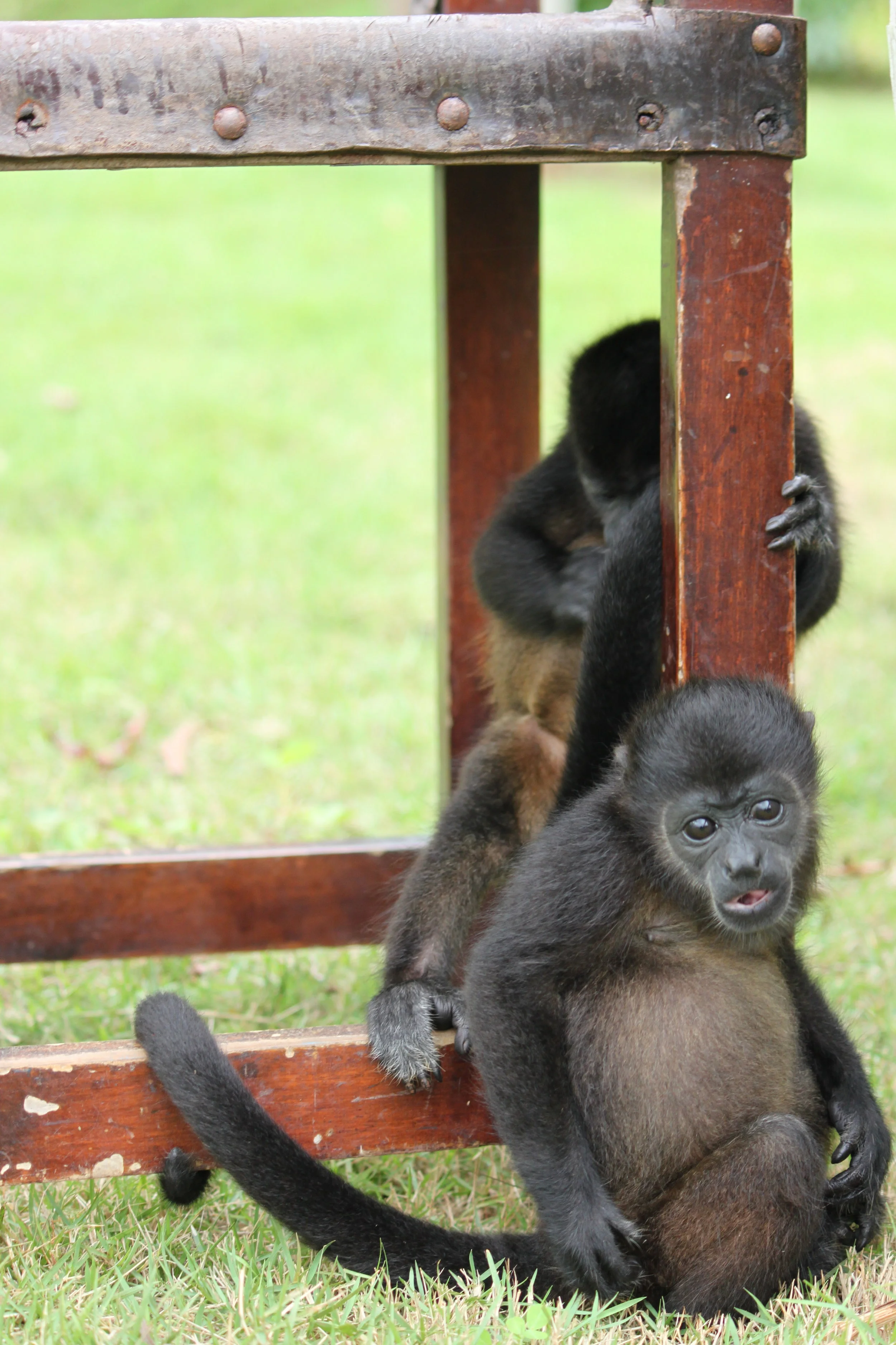 Infant Mantled Howler Monkeys