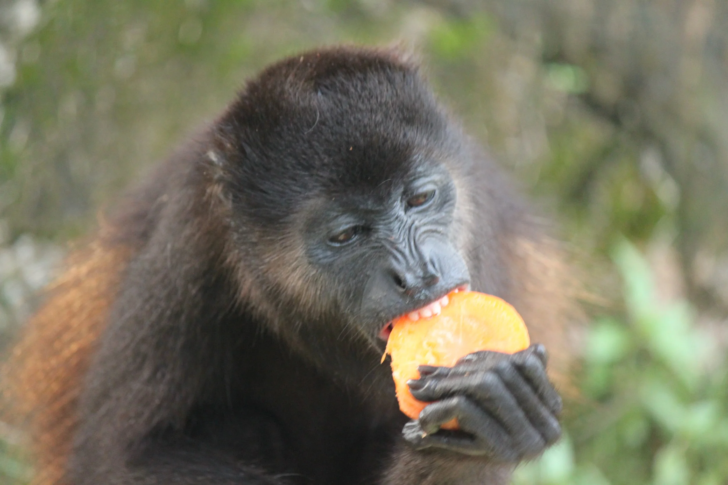 Juvenile Mantled Howler Monkey: Stevie