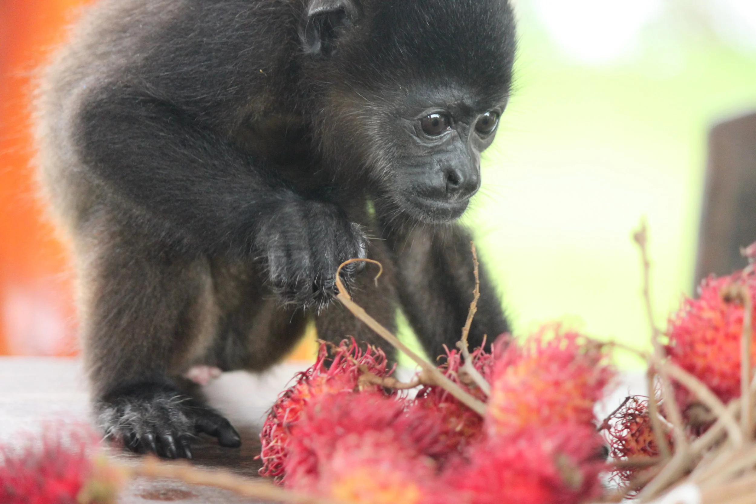 Infant Mantled Howler Monkey: Cheeto