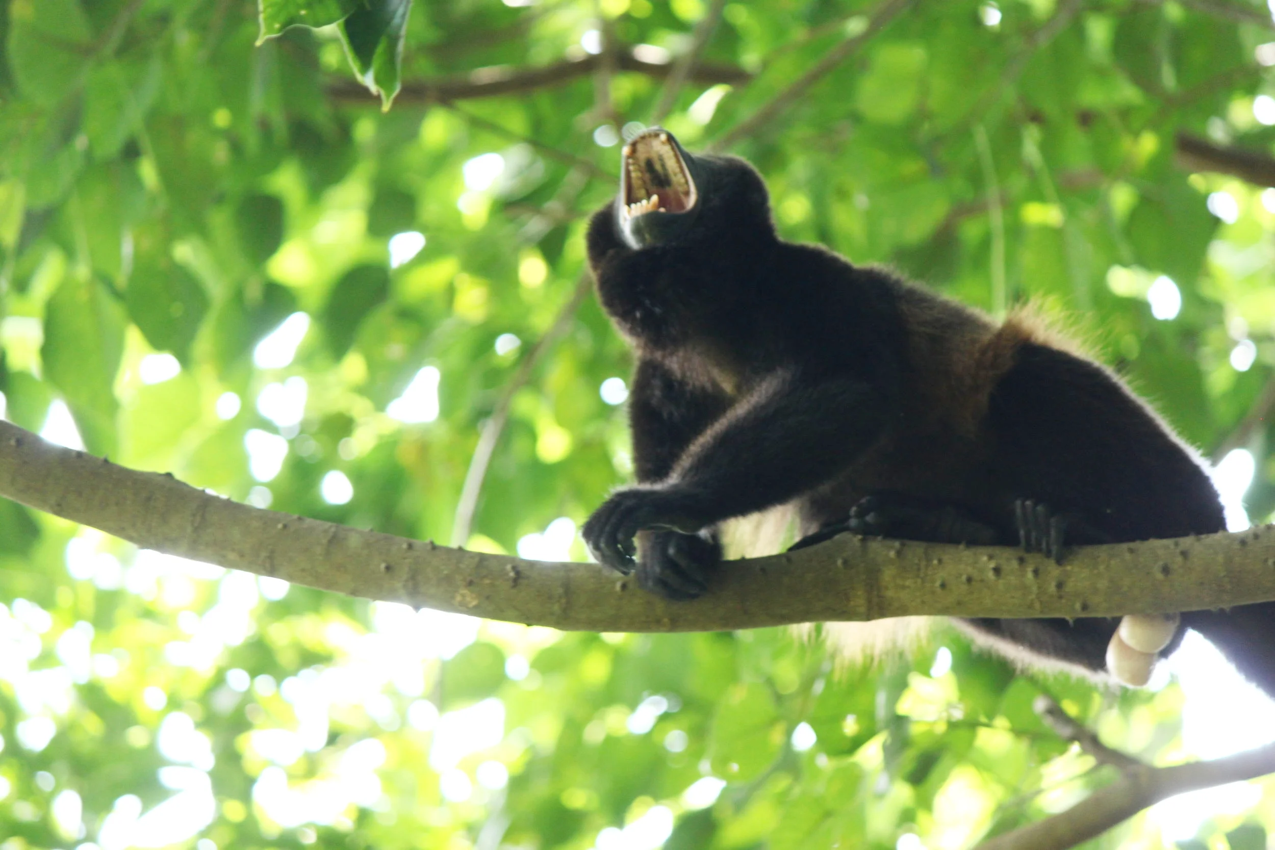 Wild Male Mantled Howler Monkey