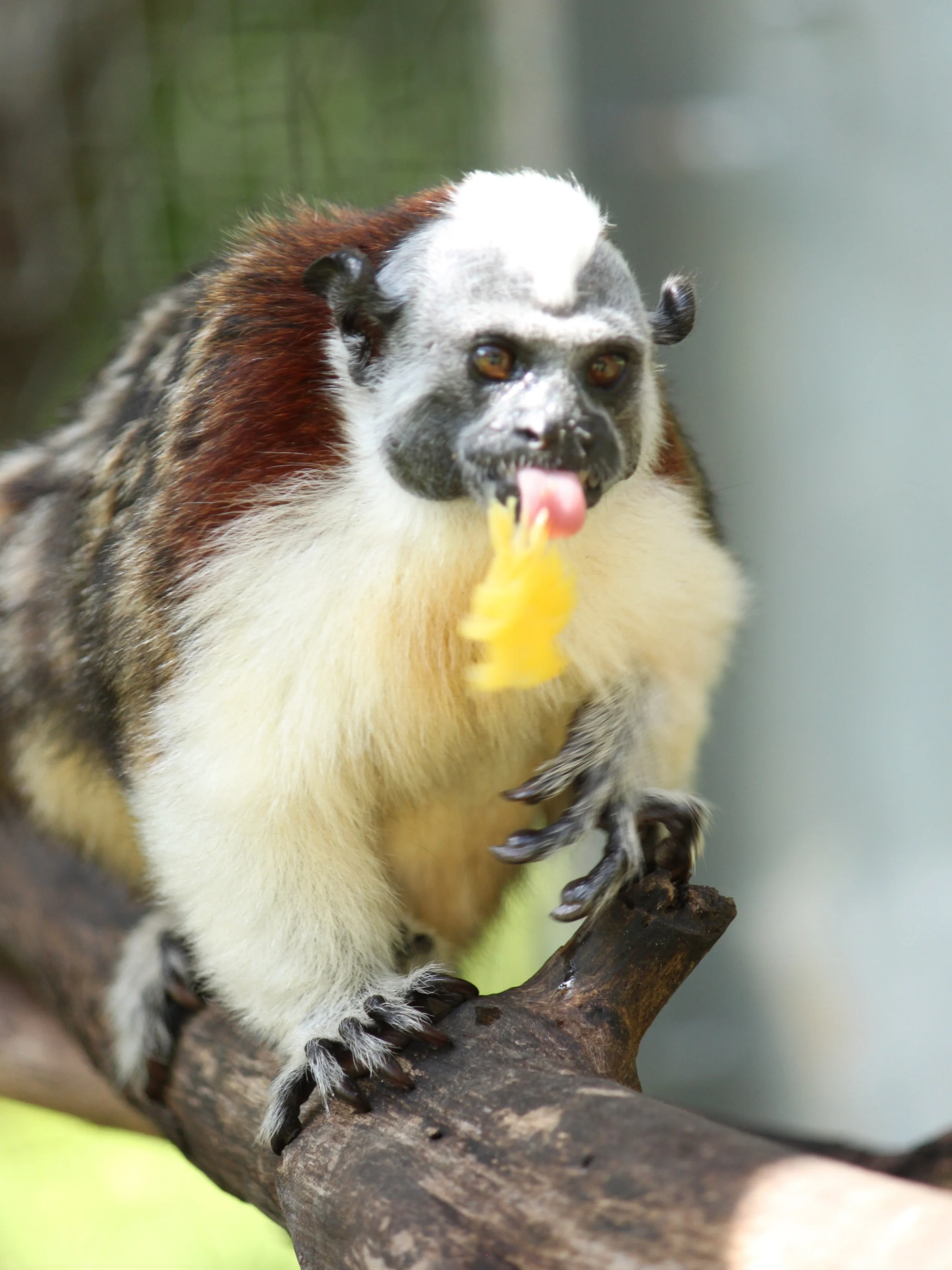 Tamarin
