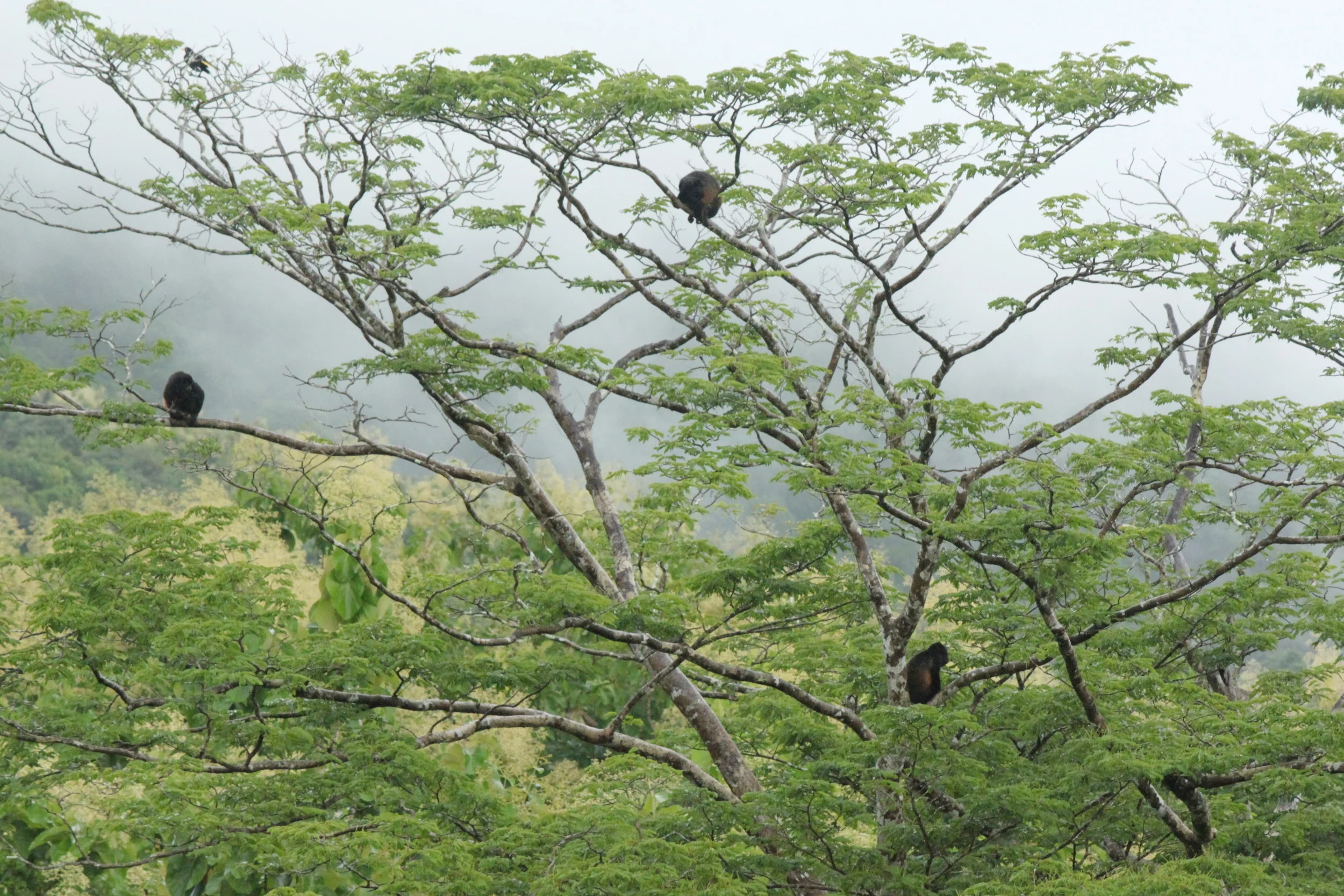 Wild Mantled Howler Monkeys