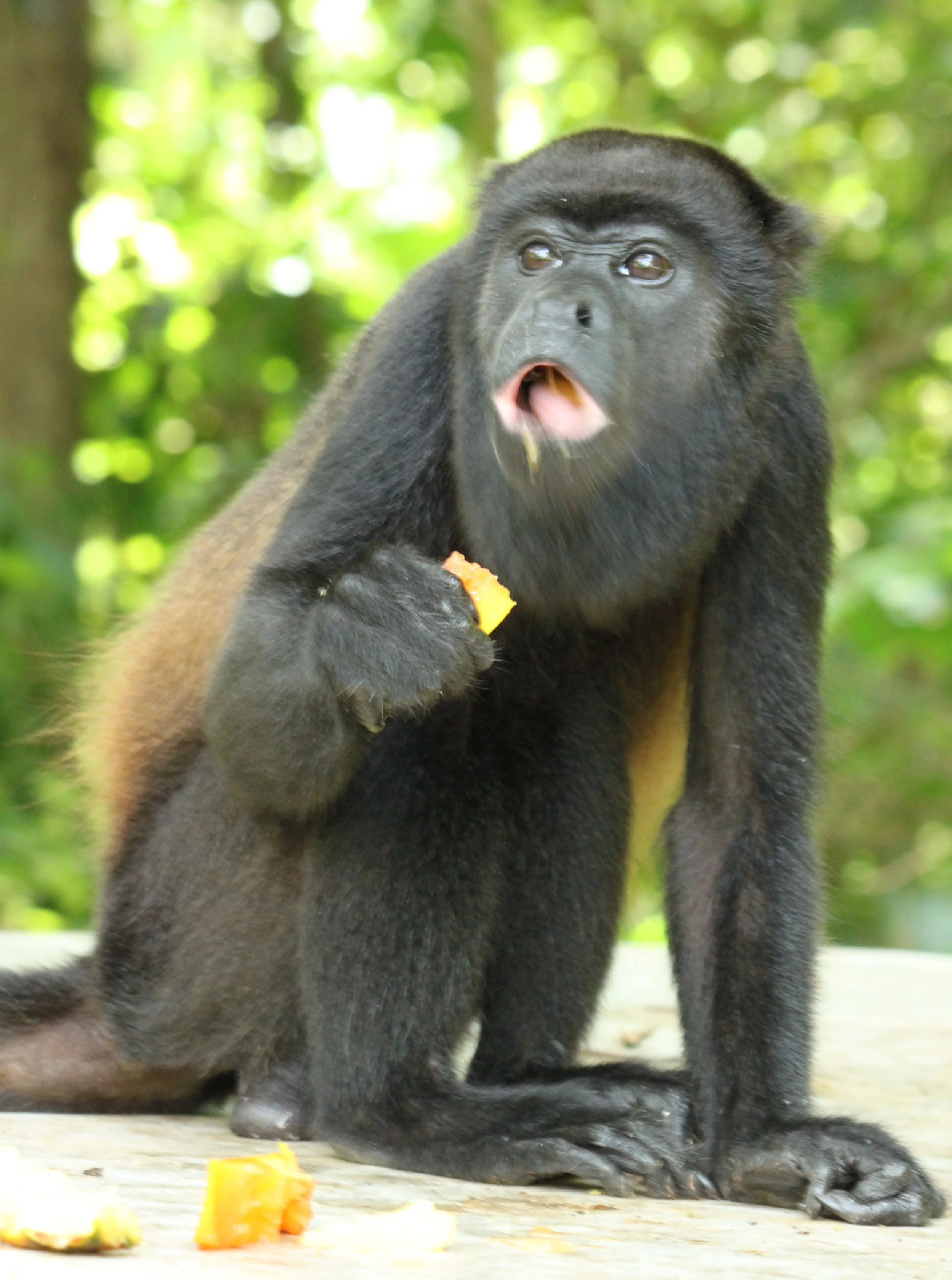 Mantled Howler Monkey
