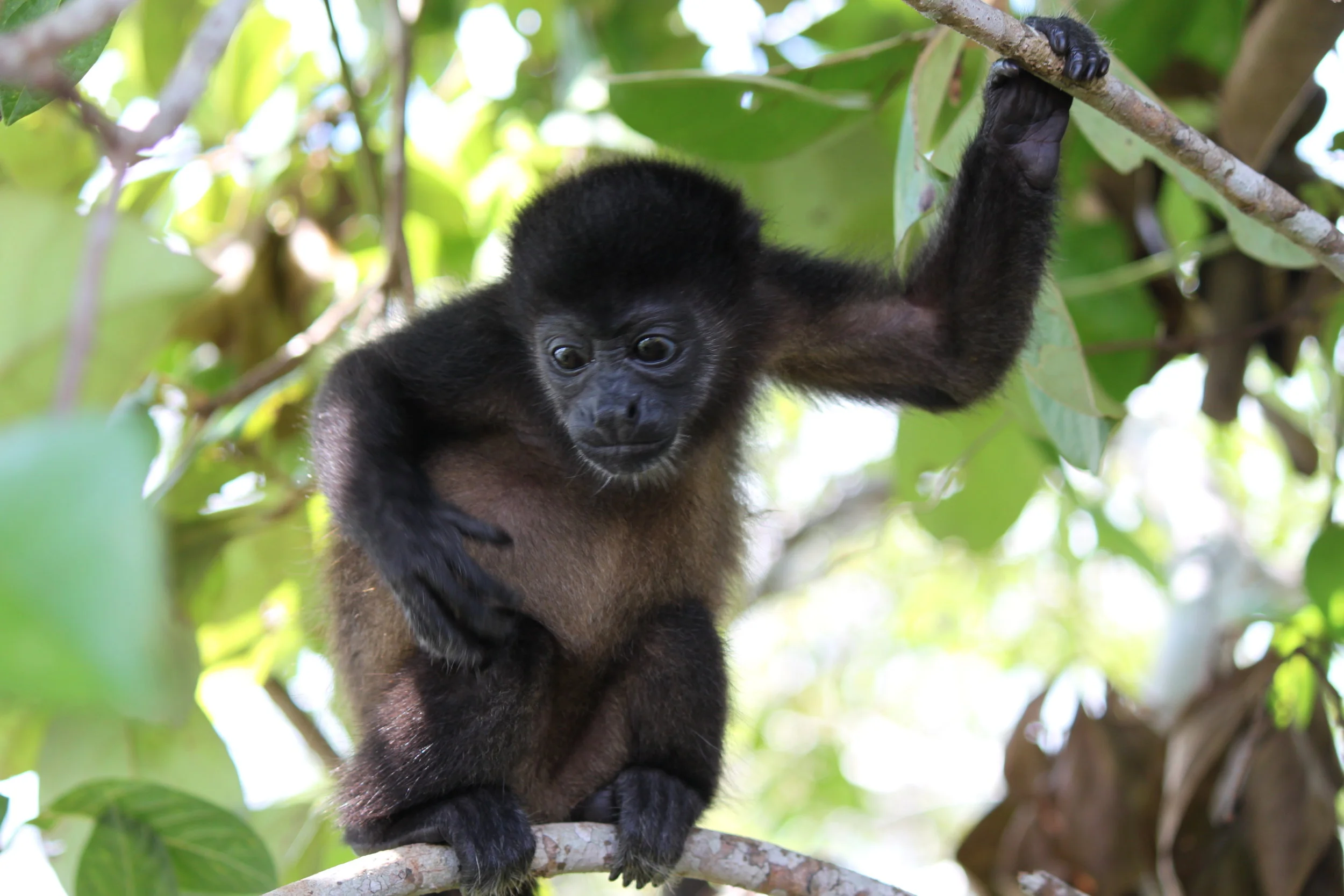 Heard “the Howl” of Howler Monkeys