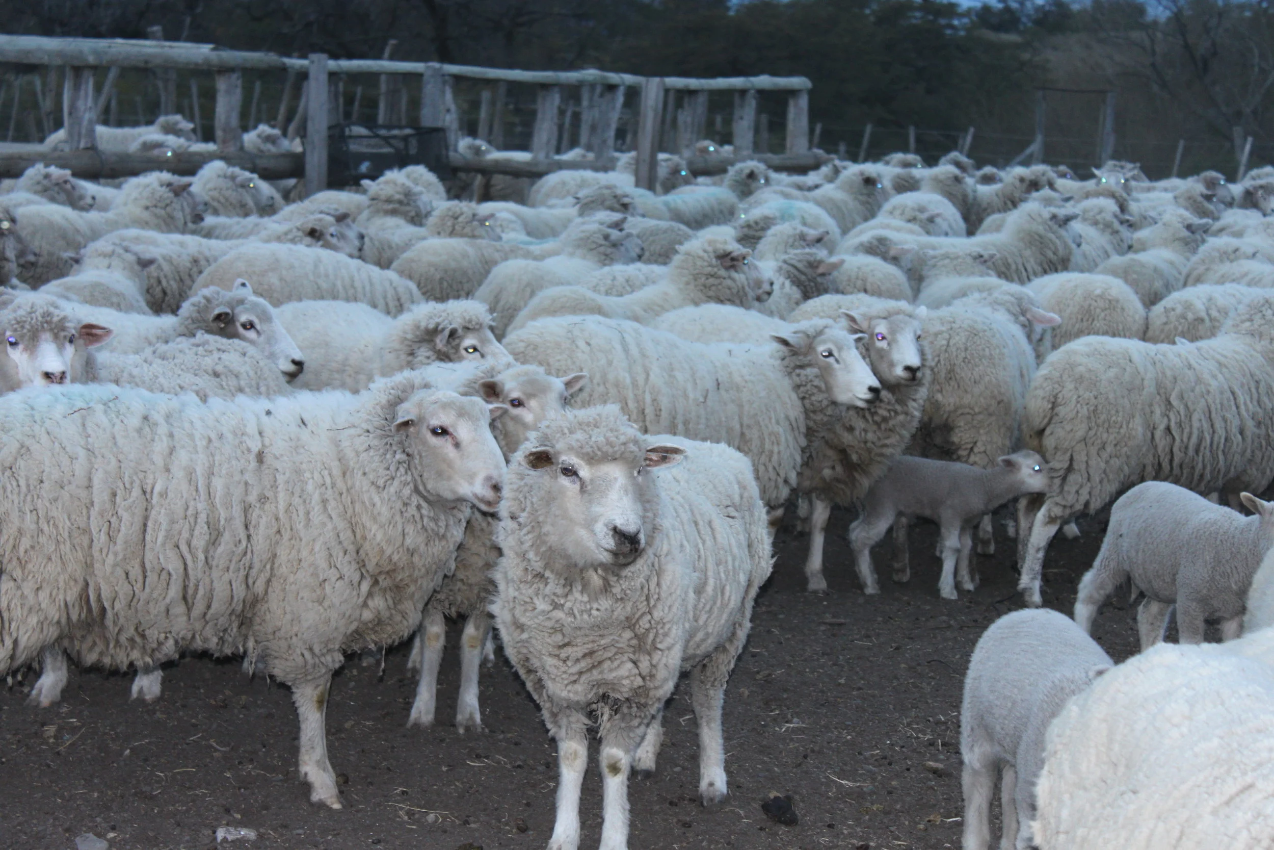 Traditional Estancia, Nipebo Aike