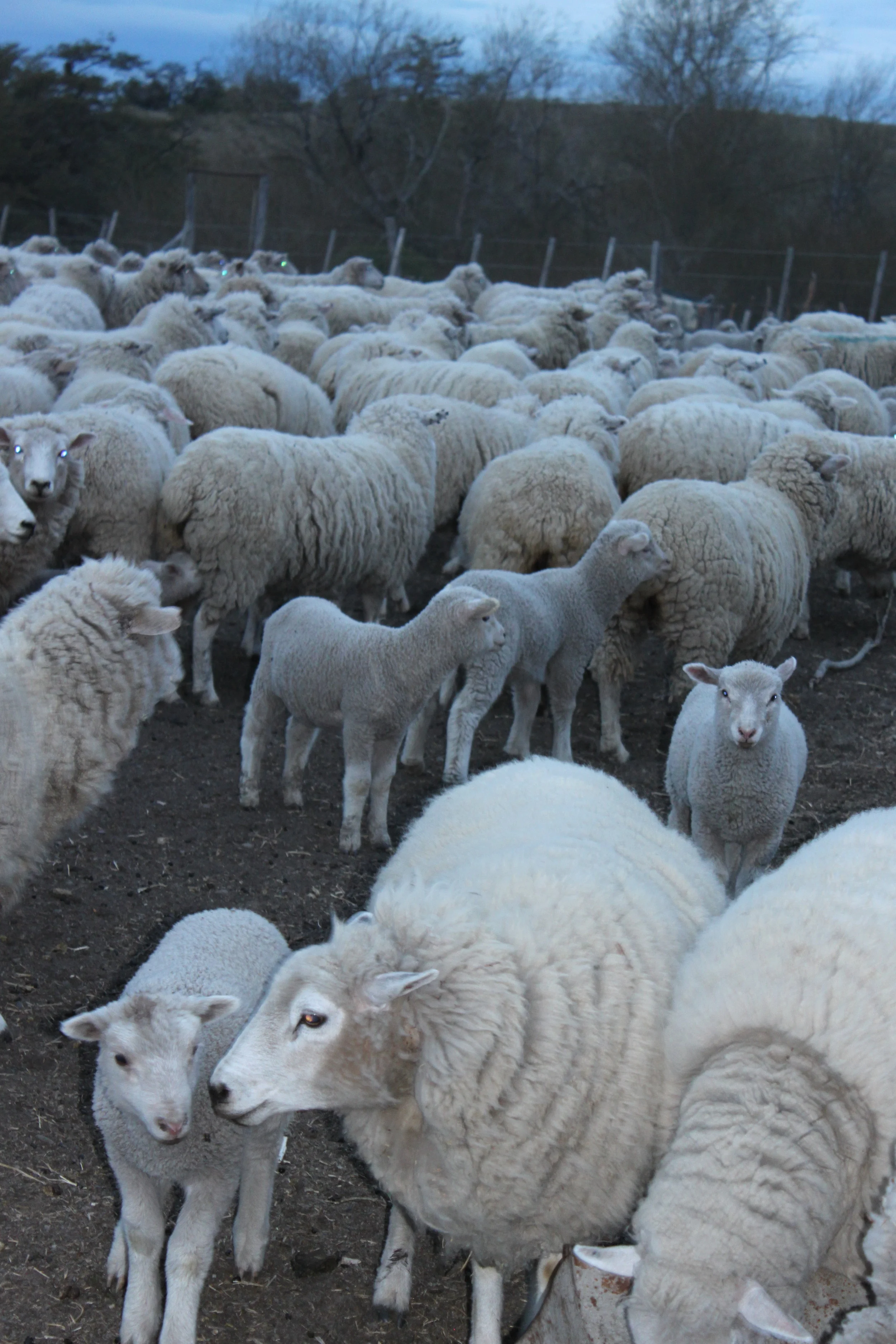 Traditional Estancia, Nipebo Aike