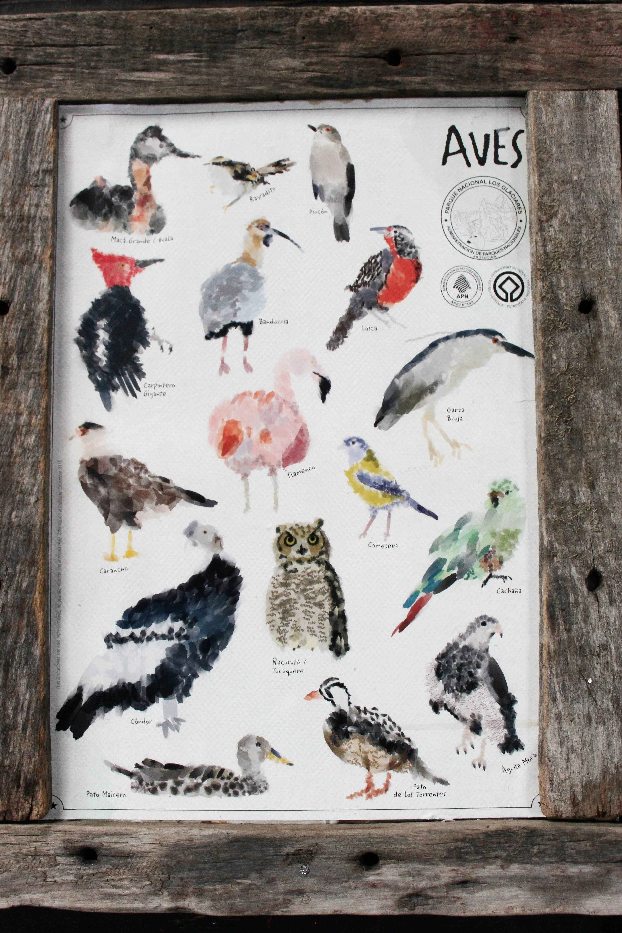 Argentinian Bird Species