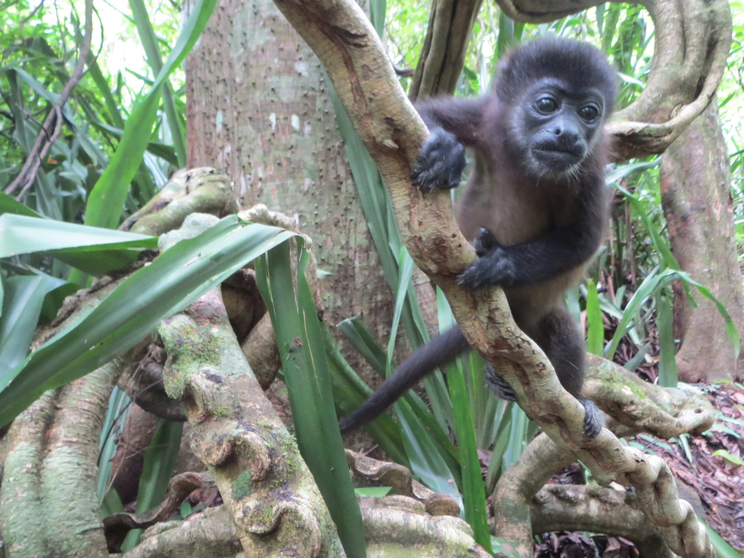 Monkey Do's and Monkey Don'ts