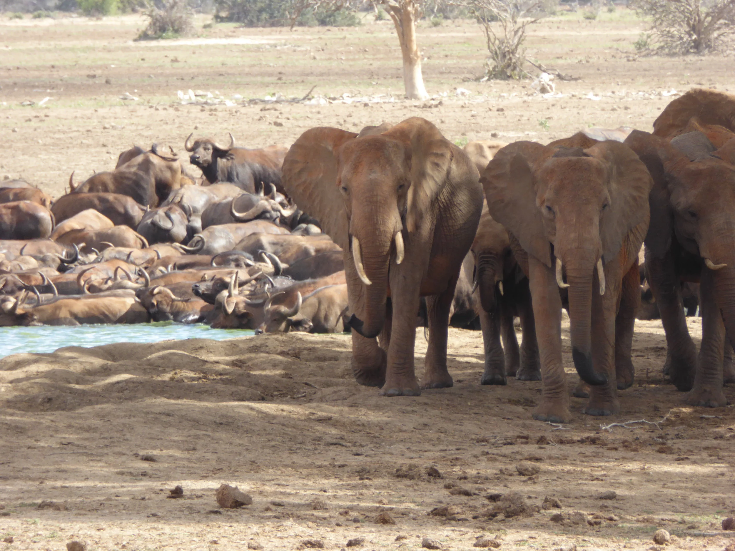 Tsavo East National Park